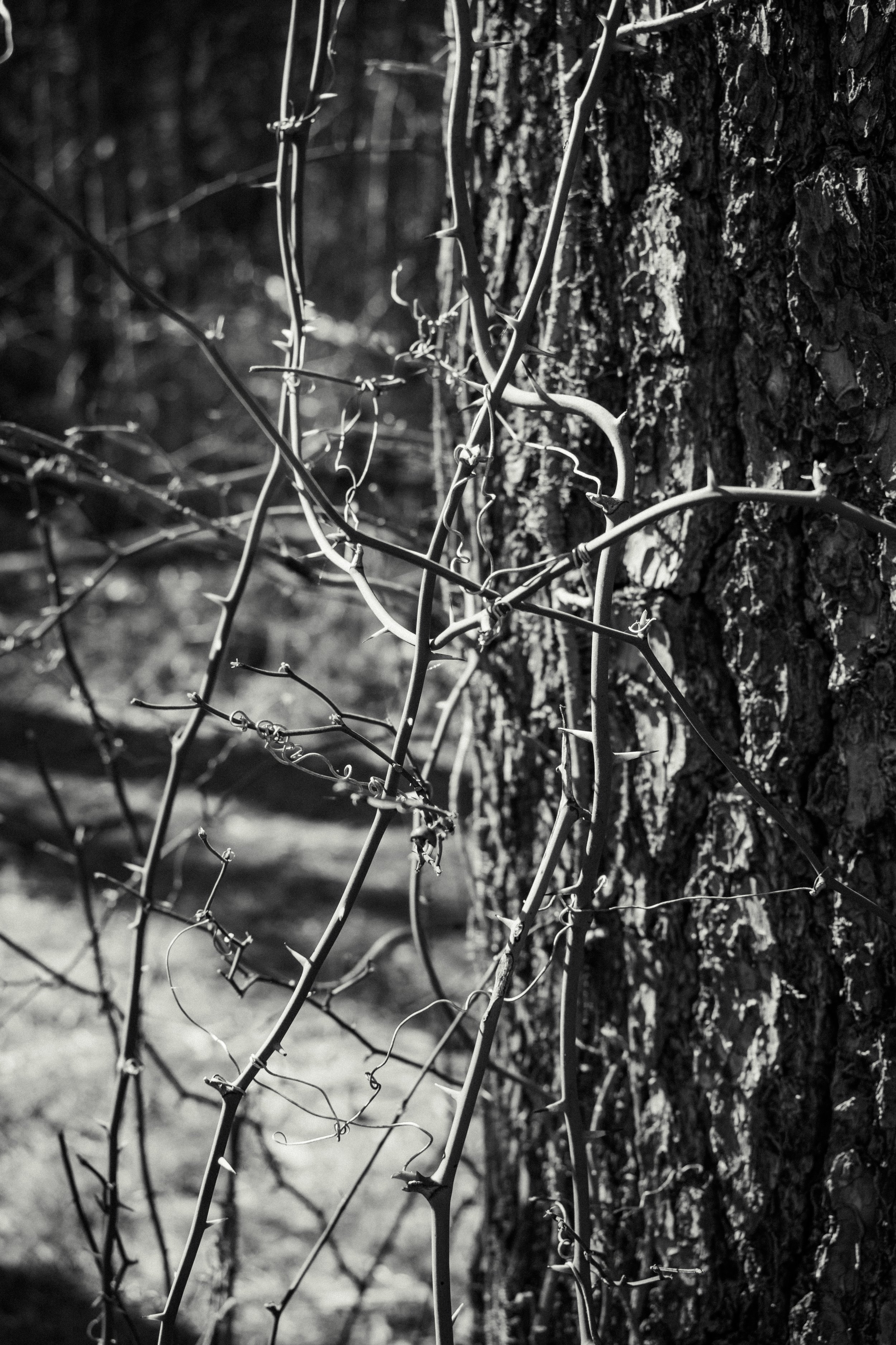 DSC_0044.jpg
