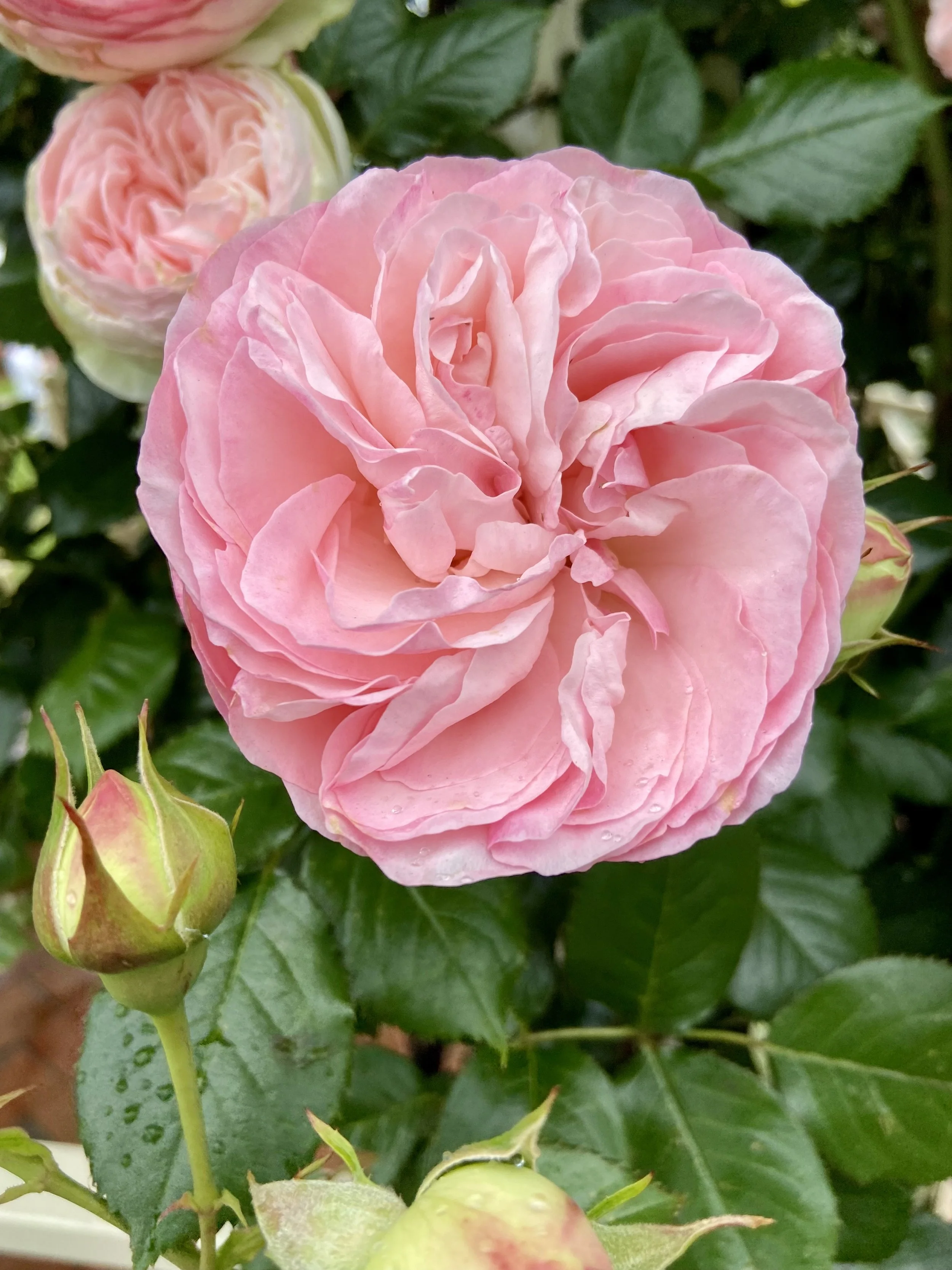 a pink rose