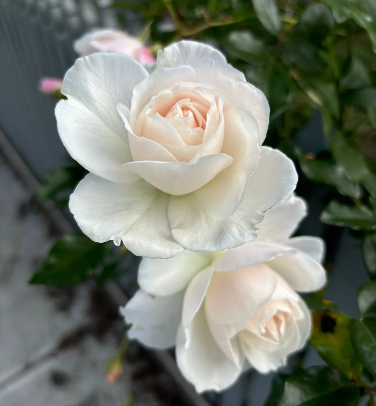 Double white rose