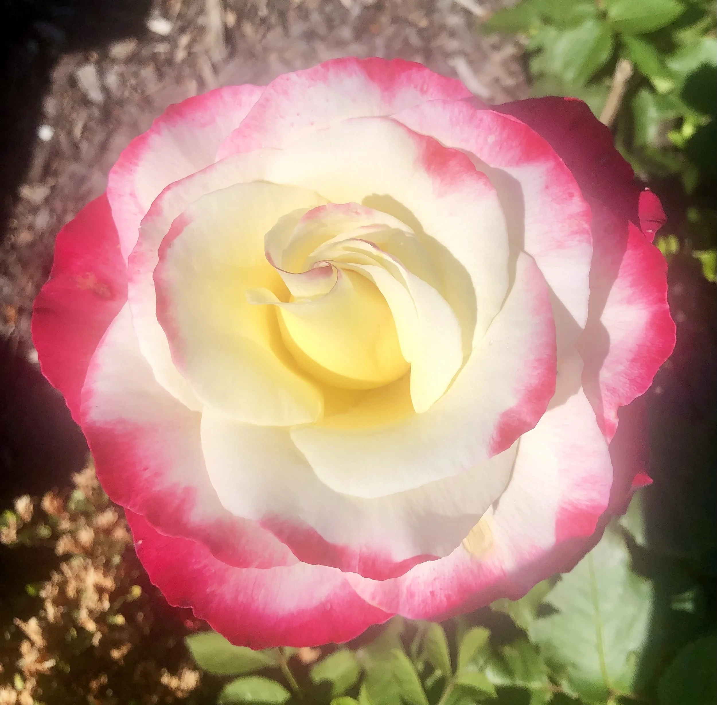A pink, yellow and white rose