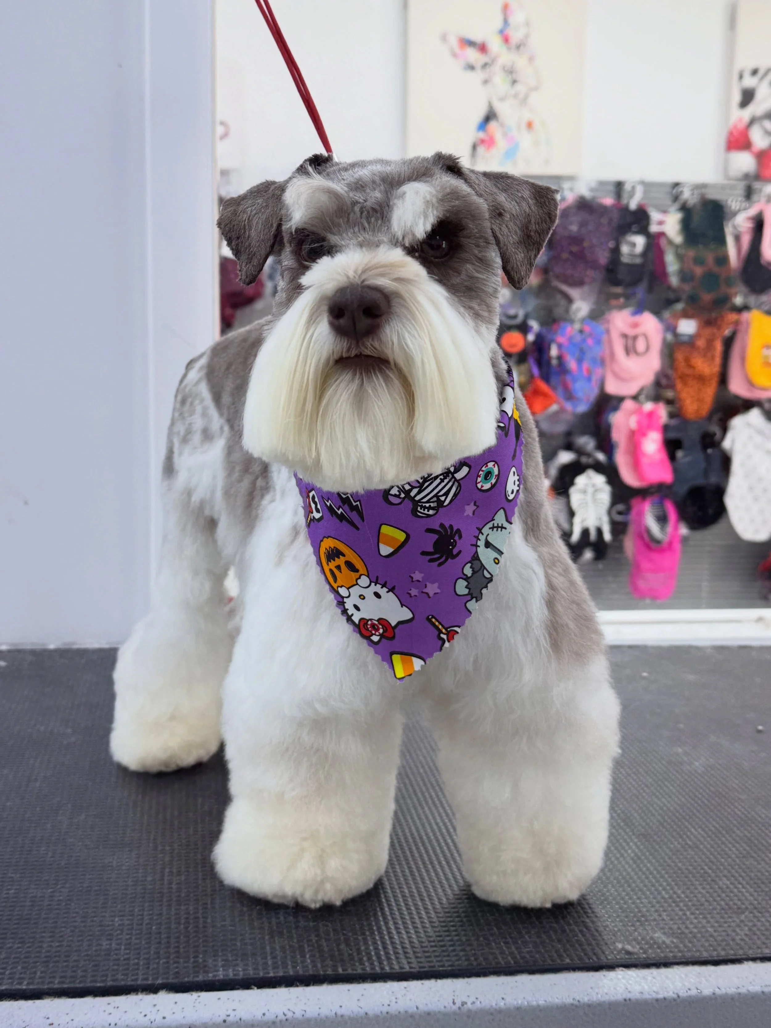 Come and check out @puppyliciouspetgrooming