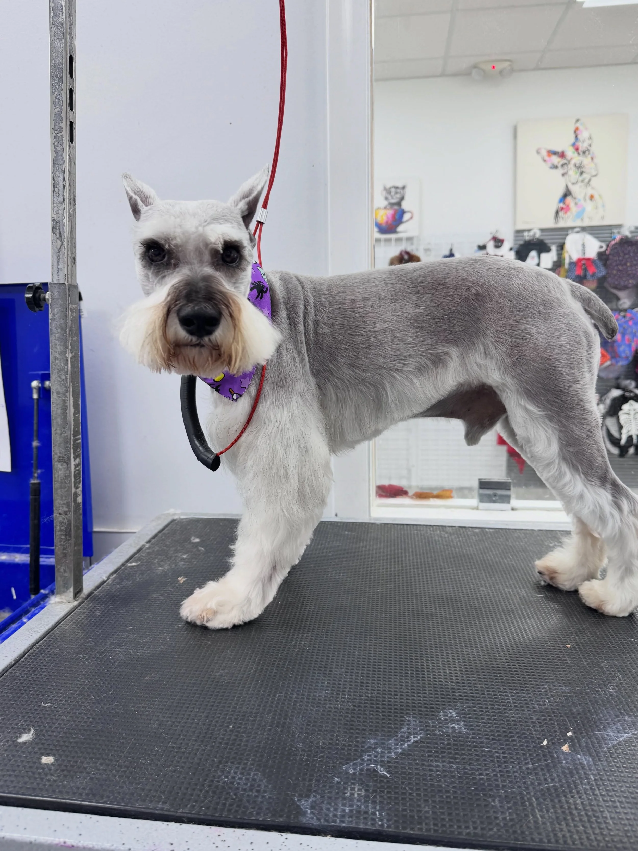 We are specialized in schnauzer cuts @puppyliciouspetgrooming