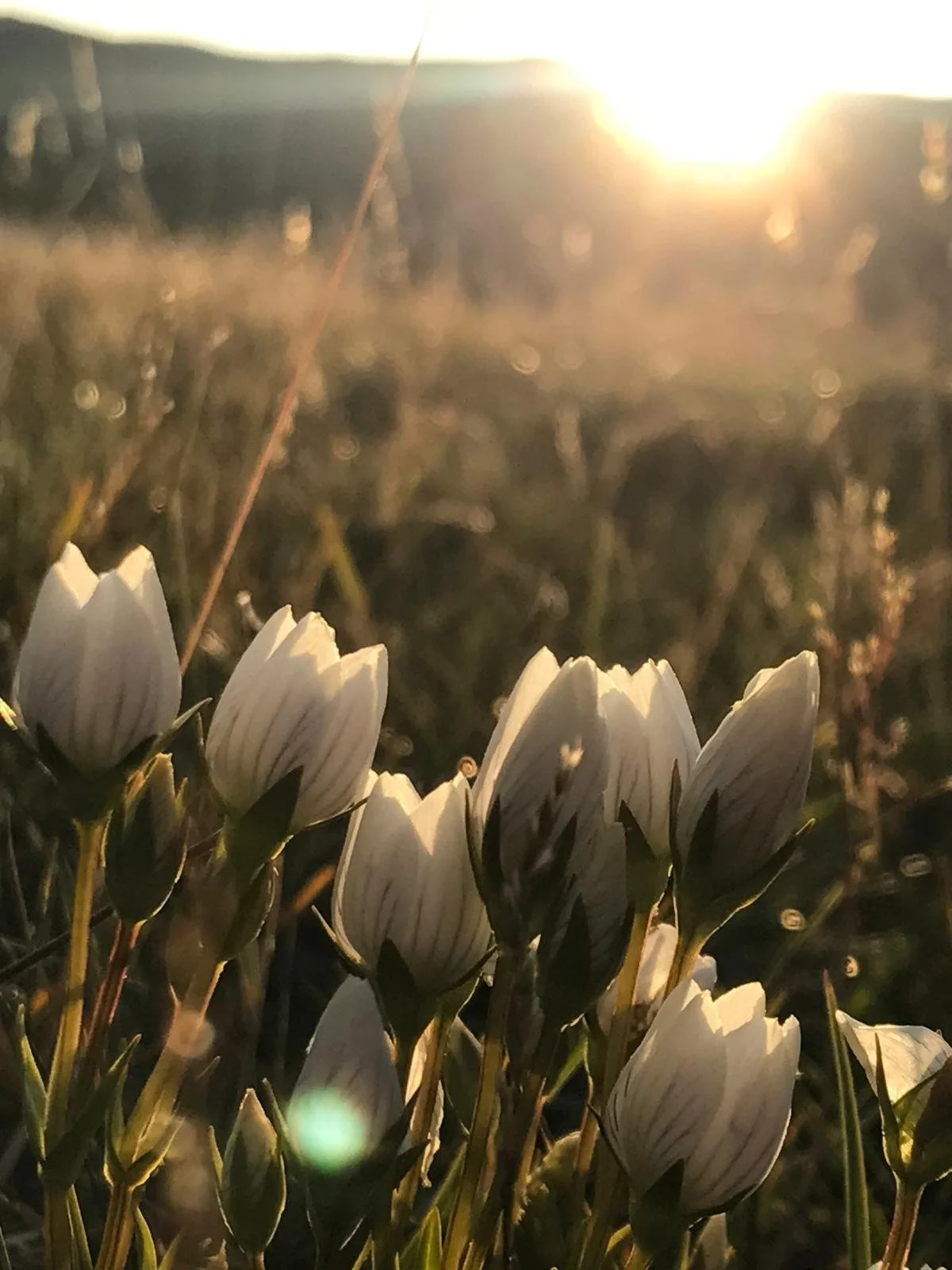 White crocus flowers blooming in a Snowy Mountains meadow at sunset, with warm backlighting and lens flare.