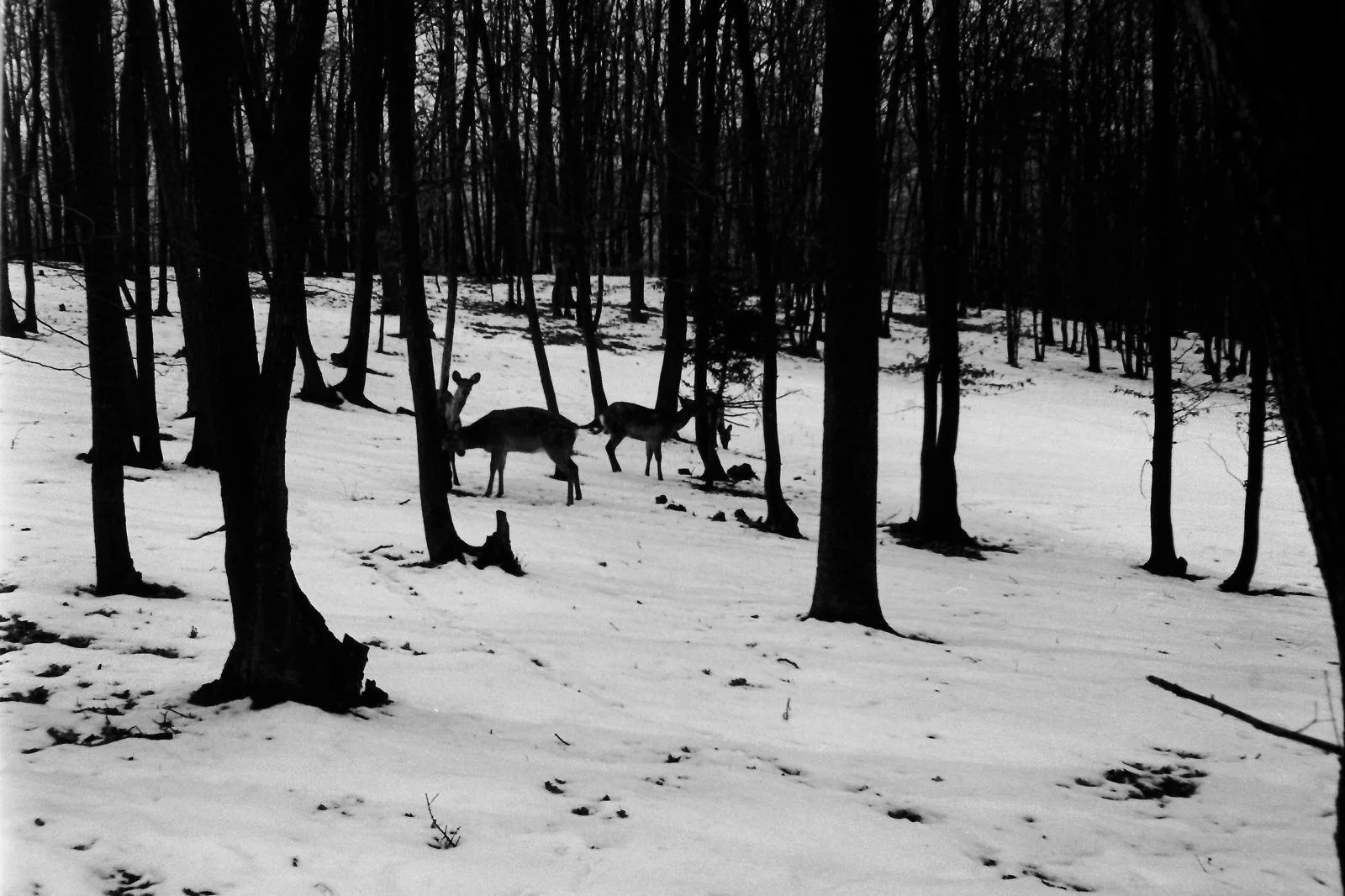 A family of deer walking through a snowy Czech forest in winter