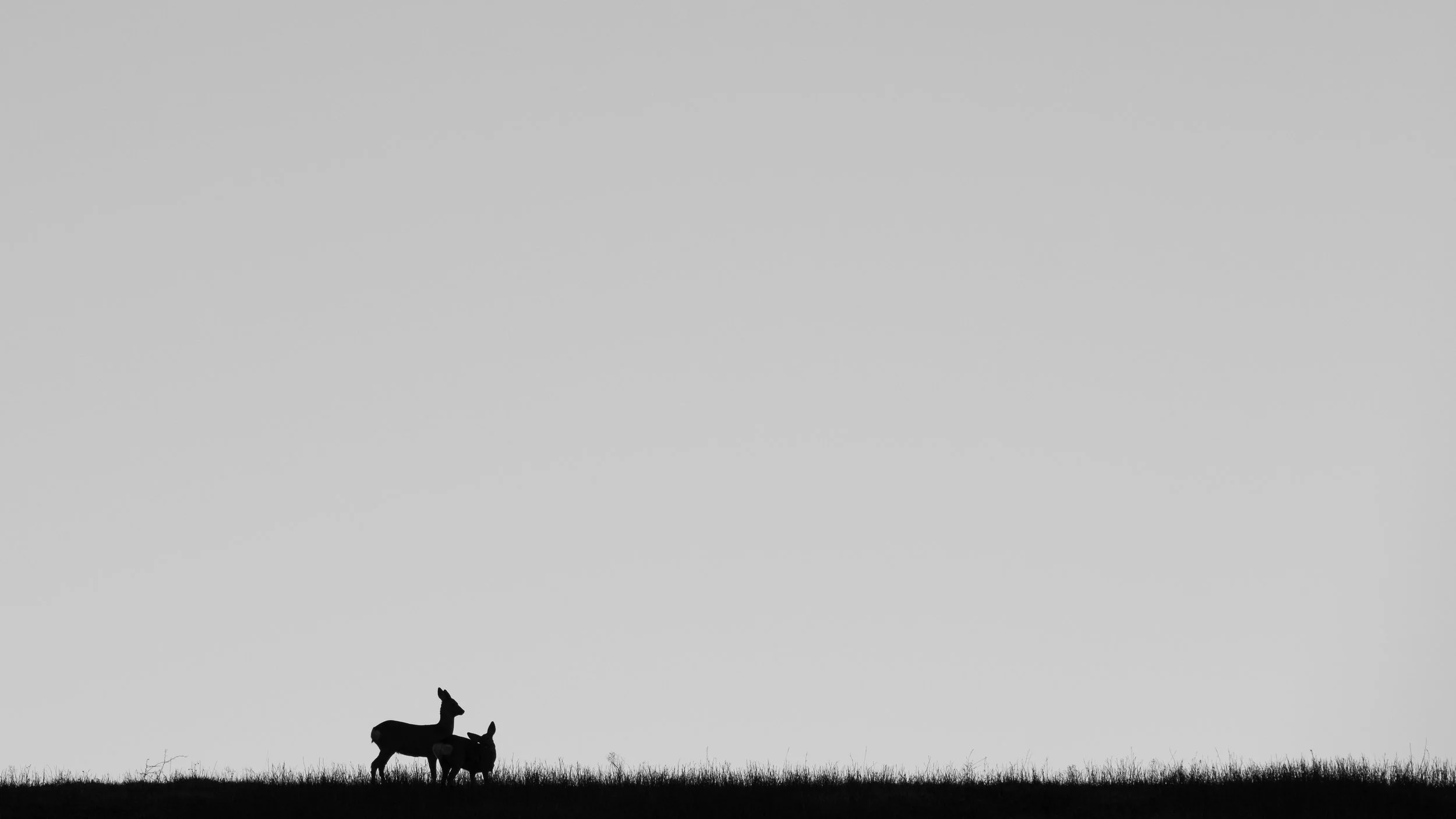 _DSF8633.jpg