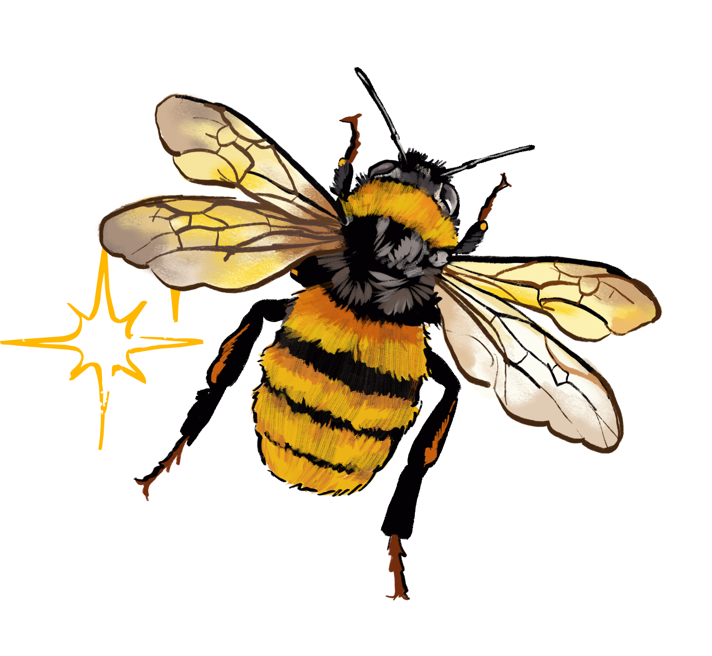 A detailed illustration of a bee with yellow and black striped body and semi-transparent wings, showing intricate wing veins and a fuzzy thorax.