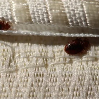 Bed Bug 101: Discover the Diseases that Bed Bugs Can Cause