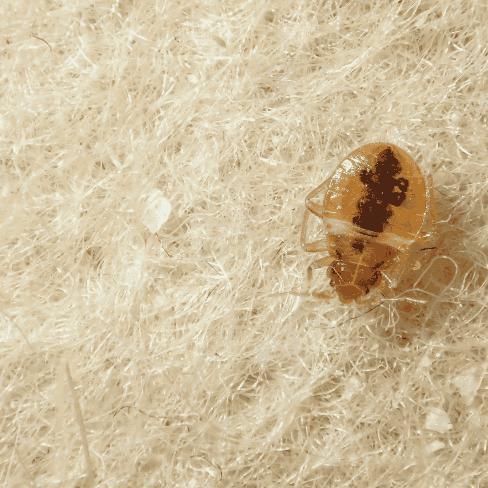 Bed Bugs in Pop Culture: How These Pests Crawled Into Our Stories