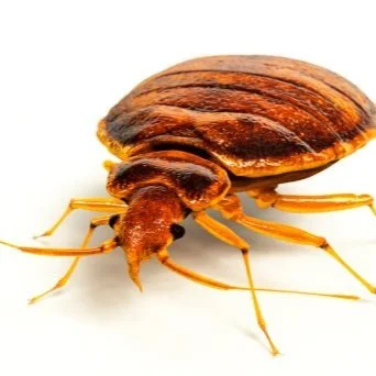 Bed Bugs: Learn How to Eliminate This Growing Problem