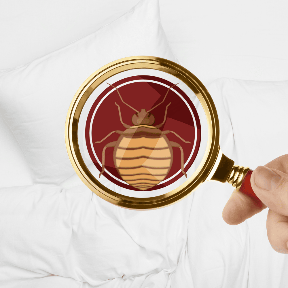 Bite Marks in History: Famous Bed Bug Infestations and Their Impact