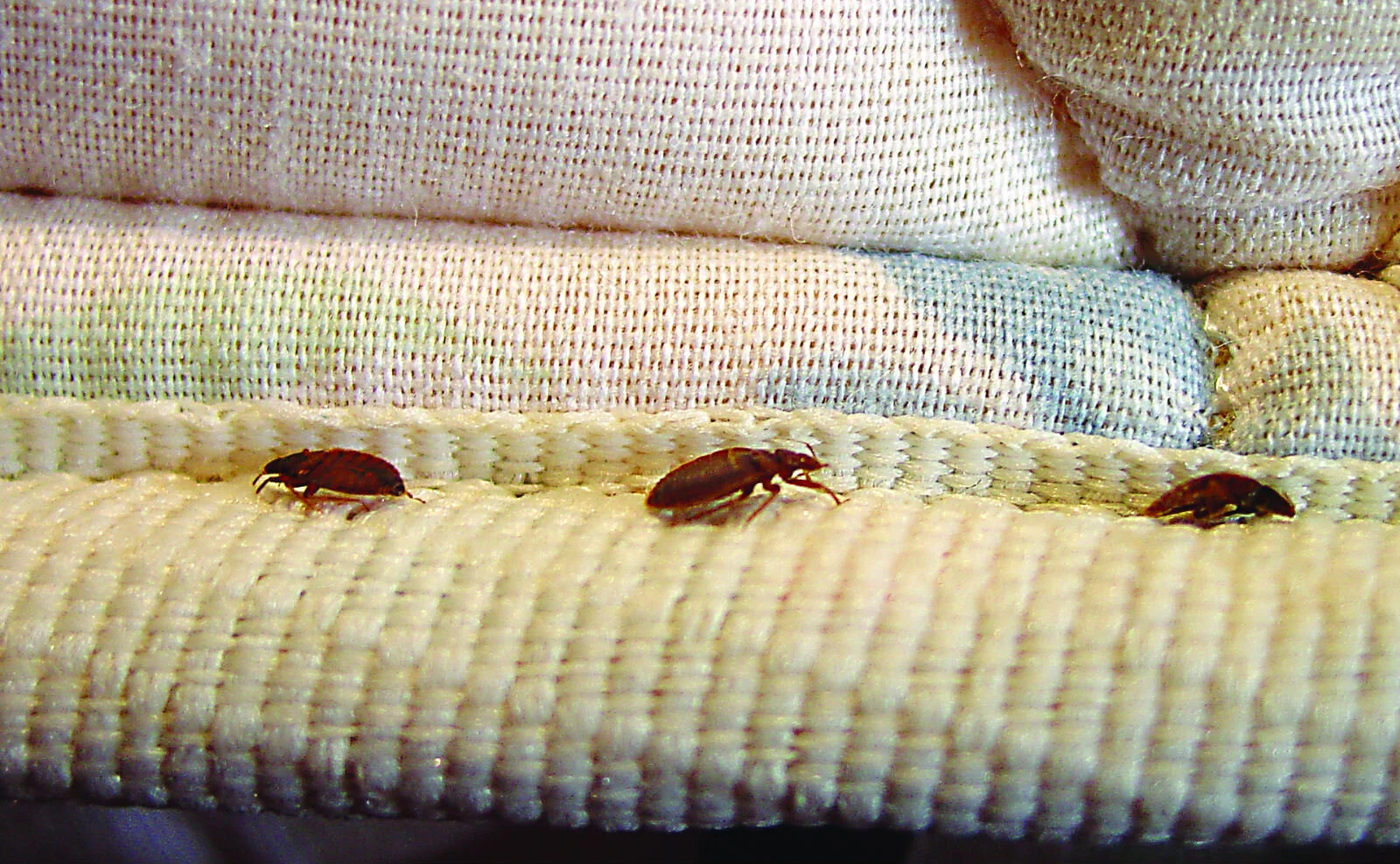 Bed-Bugs-on-Matress.jpg
