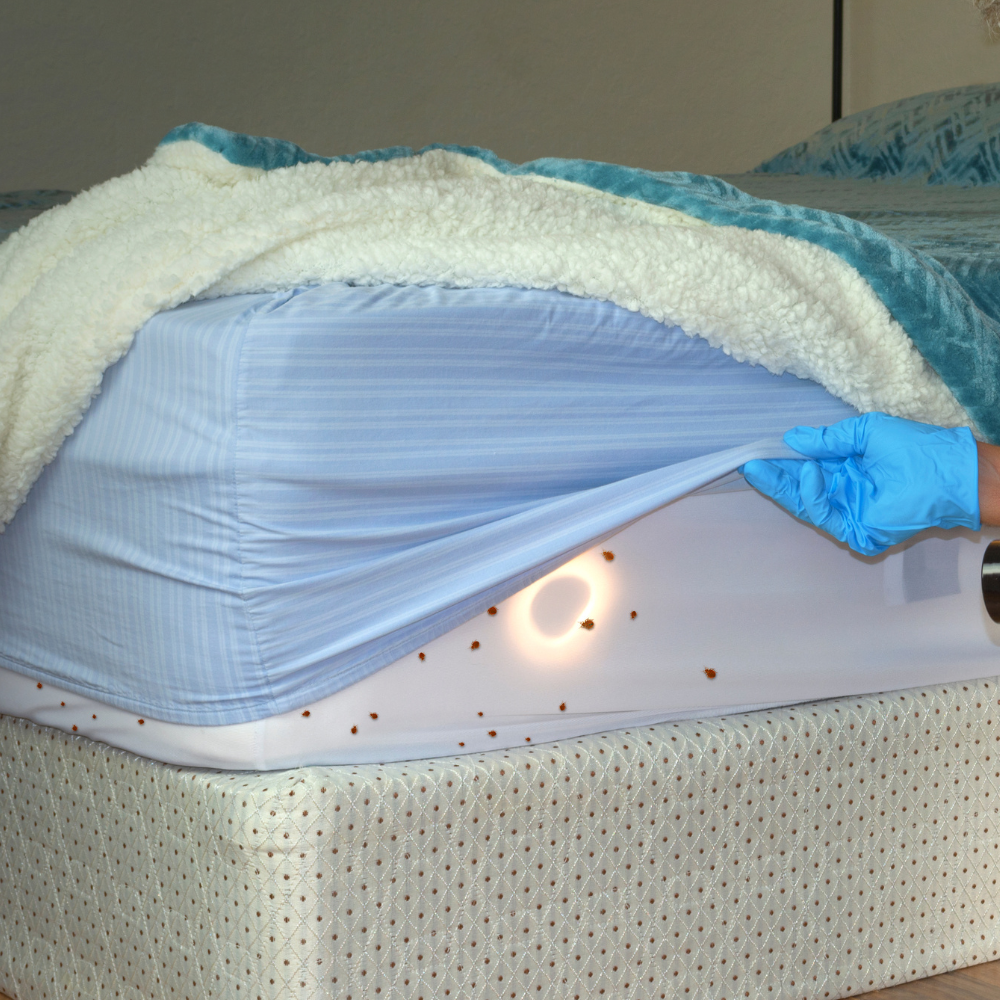 From Bloodsuckers to Household Foes: The Entomological Journey of Bed Bugs