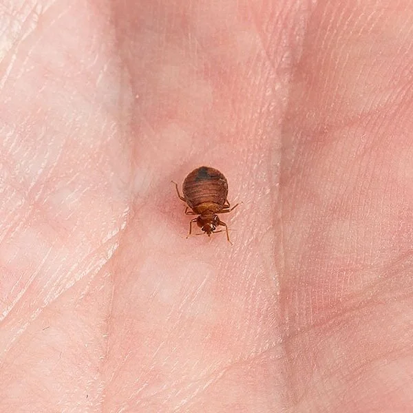 Here's Why You Should Not DIY Bed Bug Removal