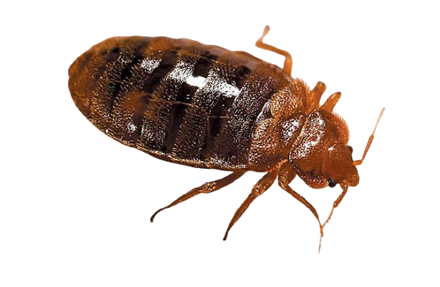 HOW TO IDENTIFY BED BUGS