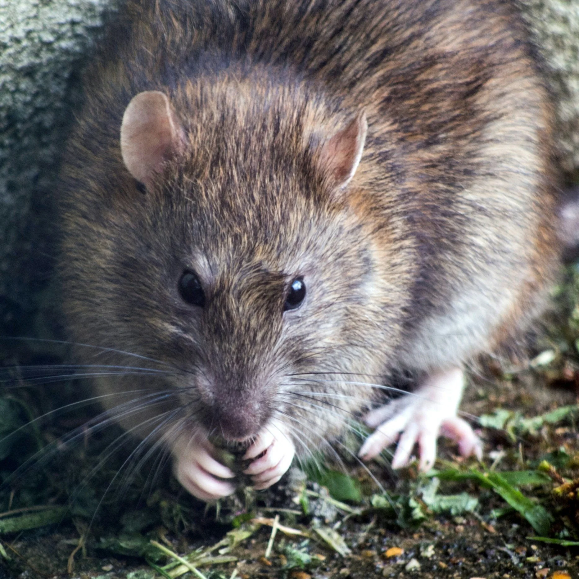 Seasonal Pest Proofing Tips