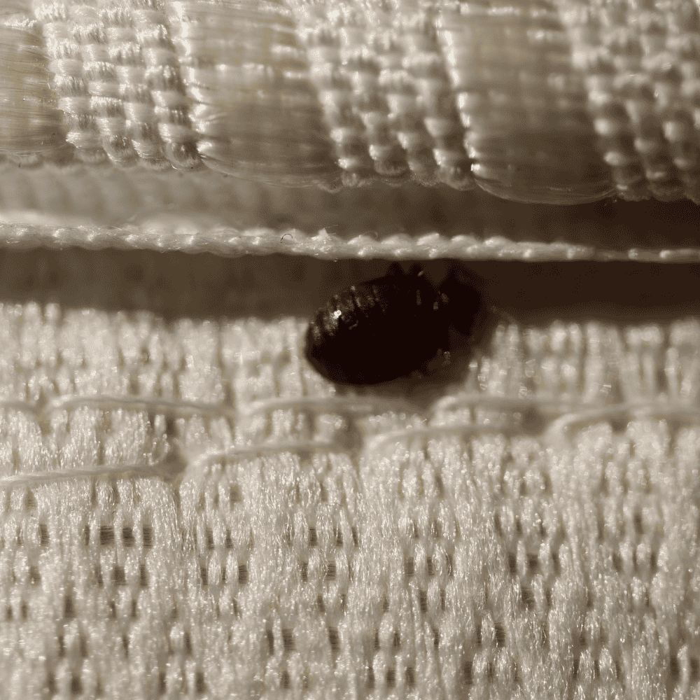 Why Bed Bug Infestations Affect More Than Just the Home