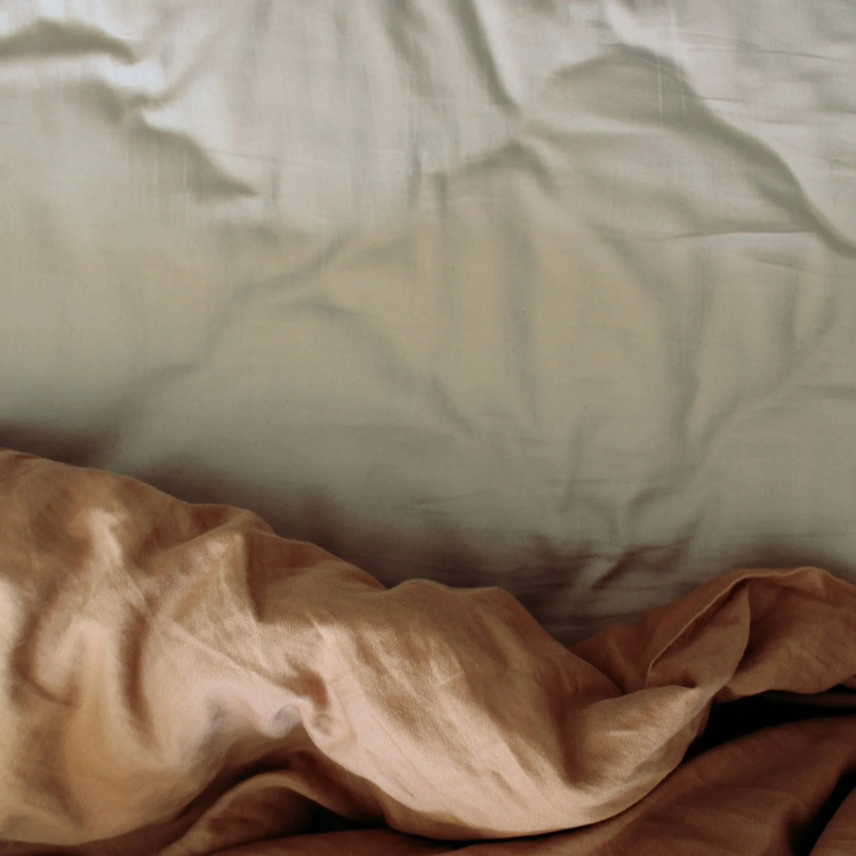 Why Bed Bugs Are Becoming More Resistant to Traditional Treatments