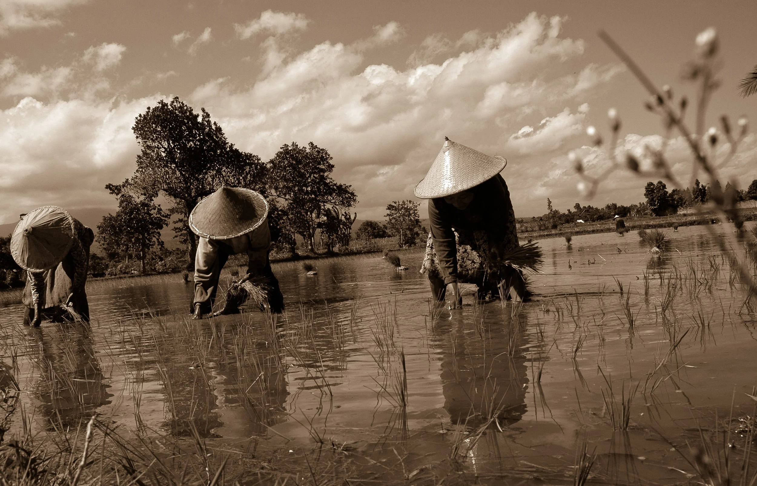 People working in a rice paddy field, wearing traditional conical hats, with trees and cloudy sky in the background, sepia tone.