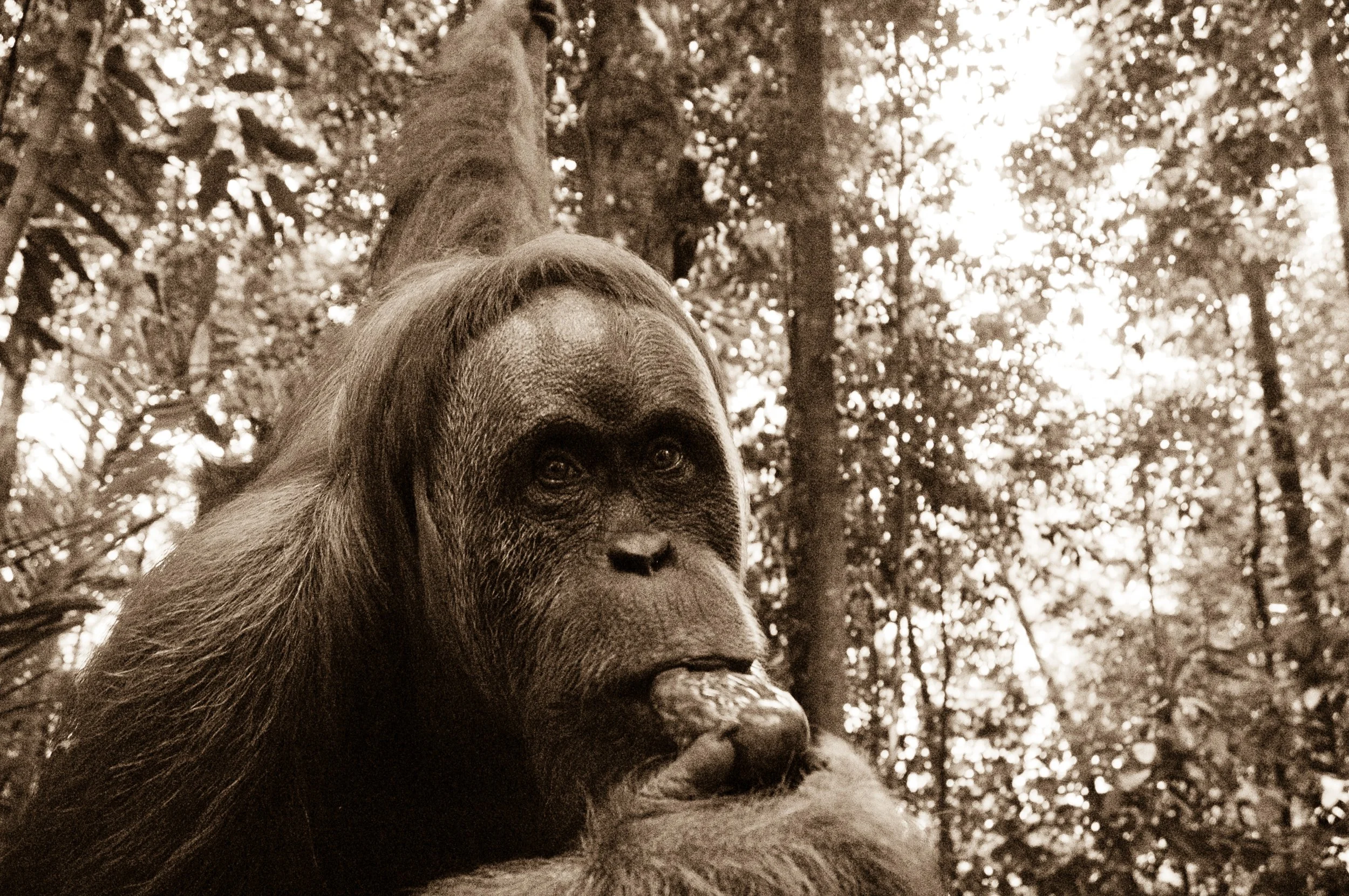 A close-up of an orangutan's face and upper body in a forest with tall trees and leaves.