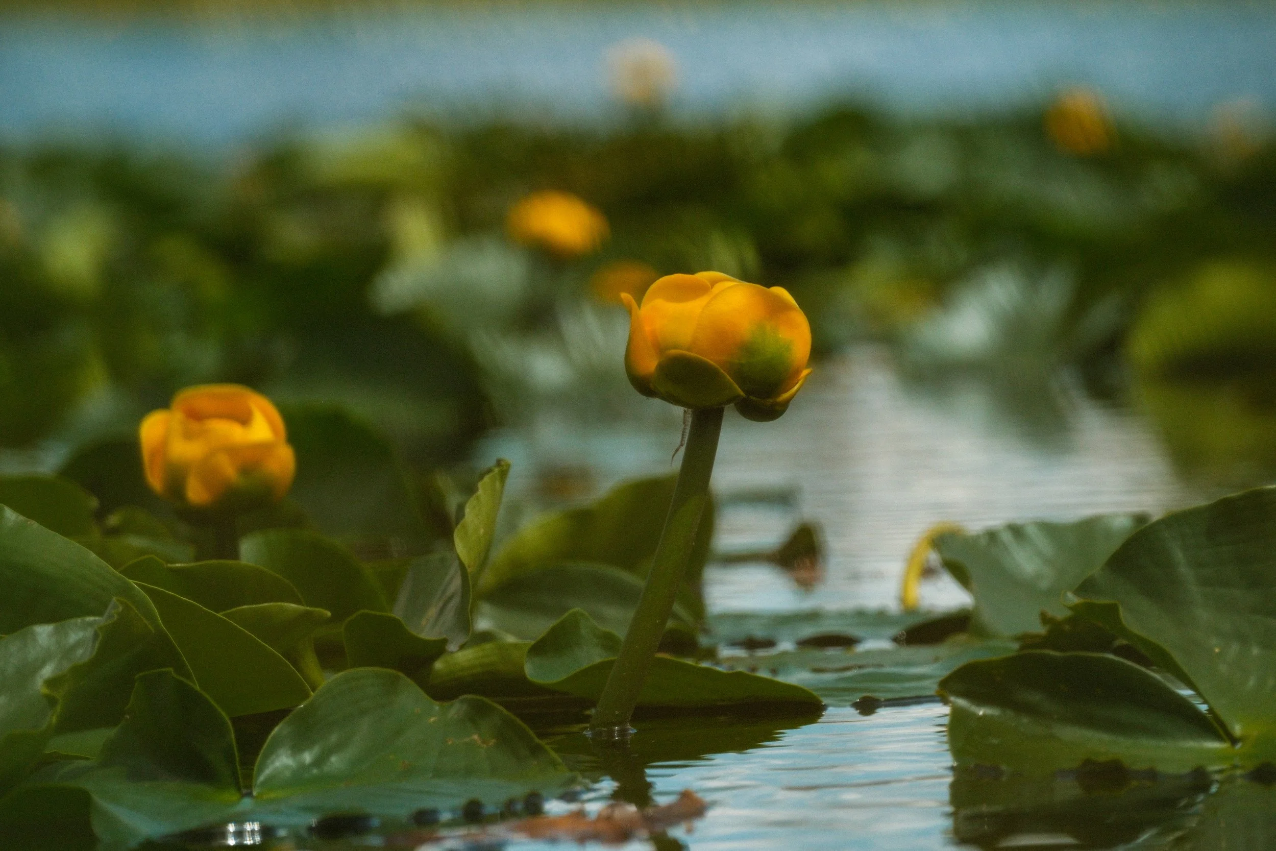 DSCF5810.jpg
