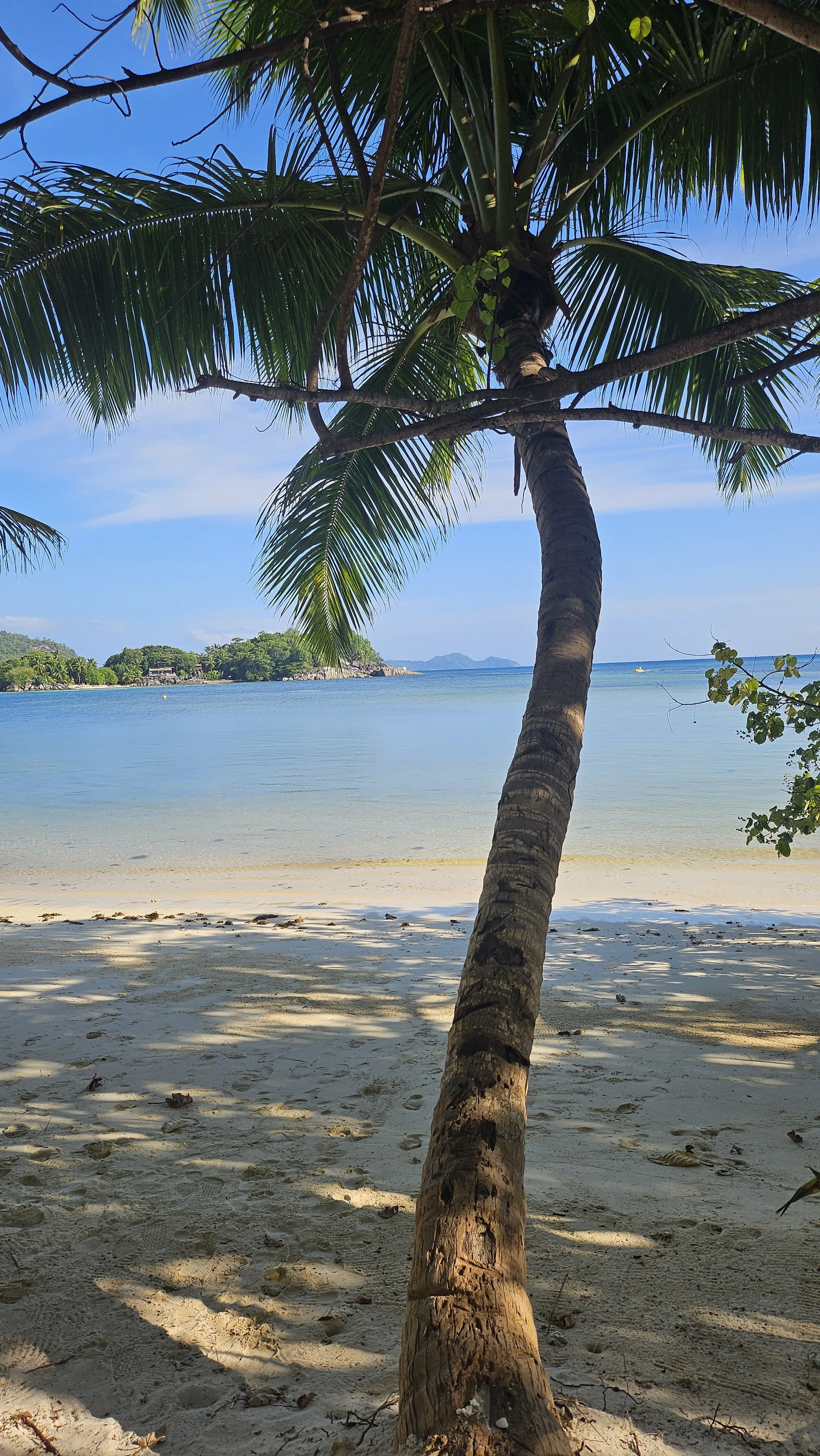 A tropical beach scene with a sandy shore, a calm ocean, and a leaning palm tree with green fronds overhead. There are distant green islands on the horizon under a blue sky with a few clouds.