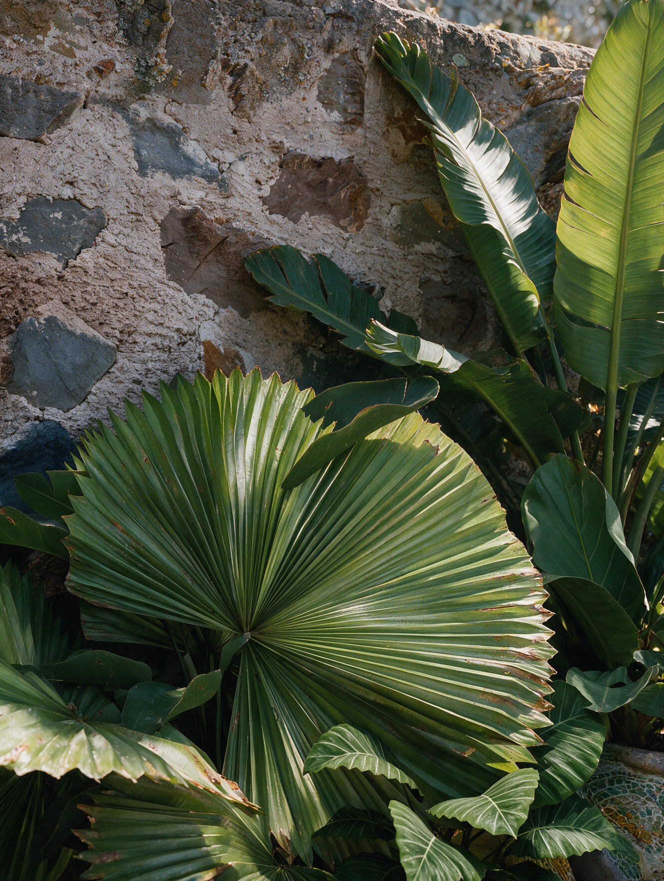 Folhagem exuberante de diversas plantas tropicais ao lado de uma parede de pedra