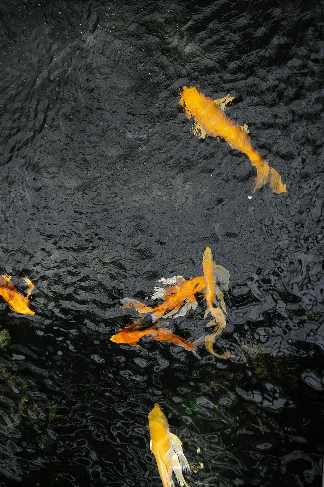 Orange and white koi fish swimming in dark rippling pond water