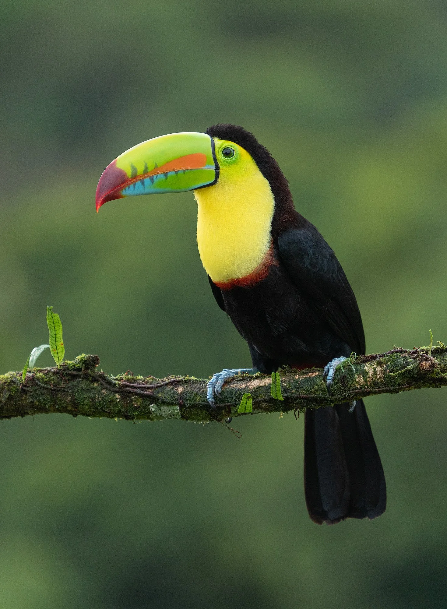 Colorful toucan perched on a moss-covered tree branch in a tropical forest