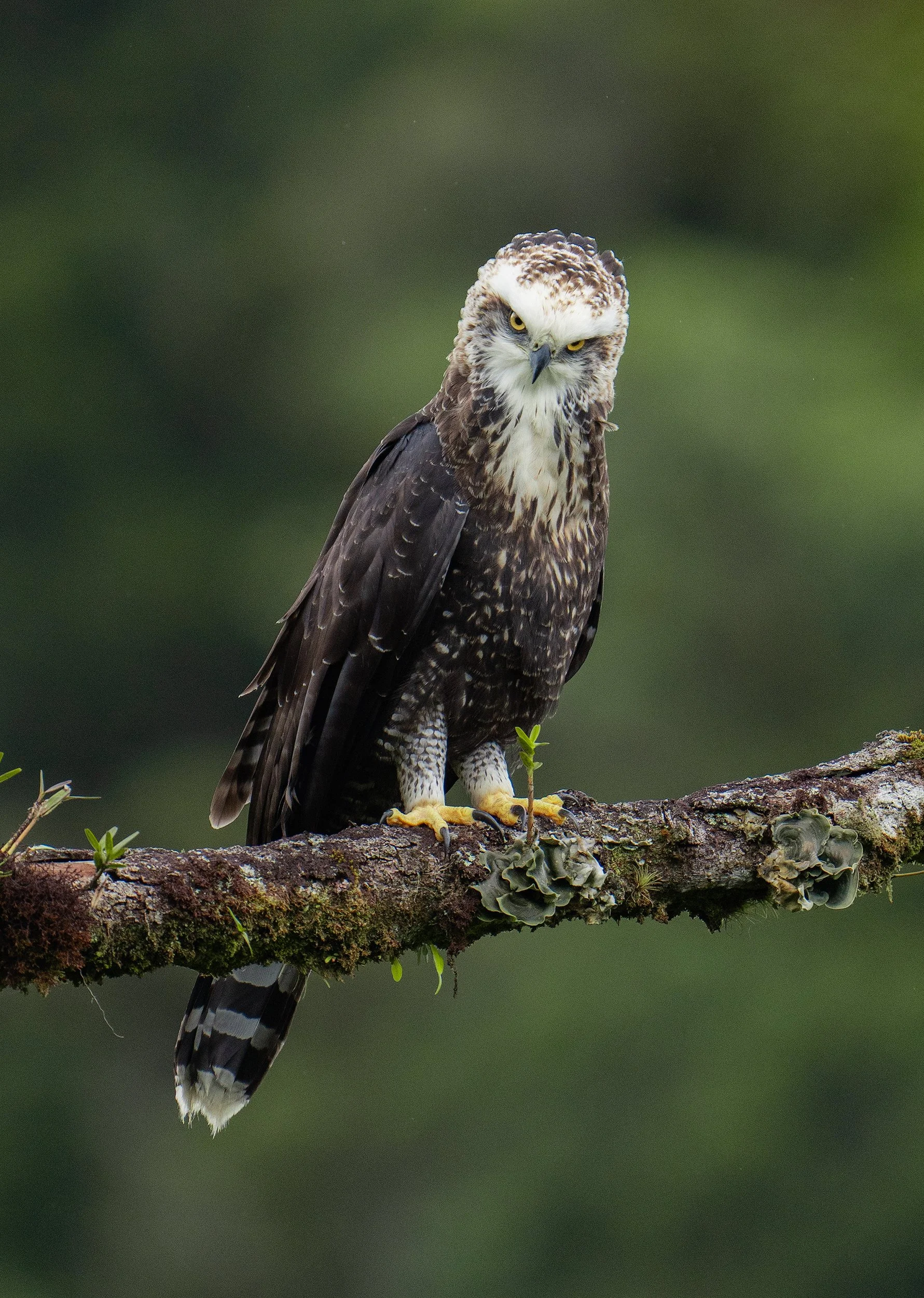 Black hawk eagle perched on a moss-covered tree branch against a blurred green background in Monteverde