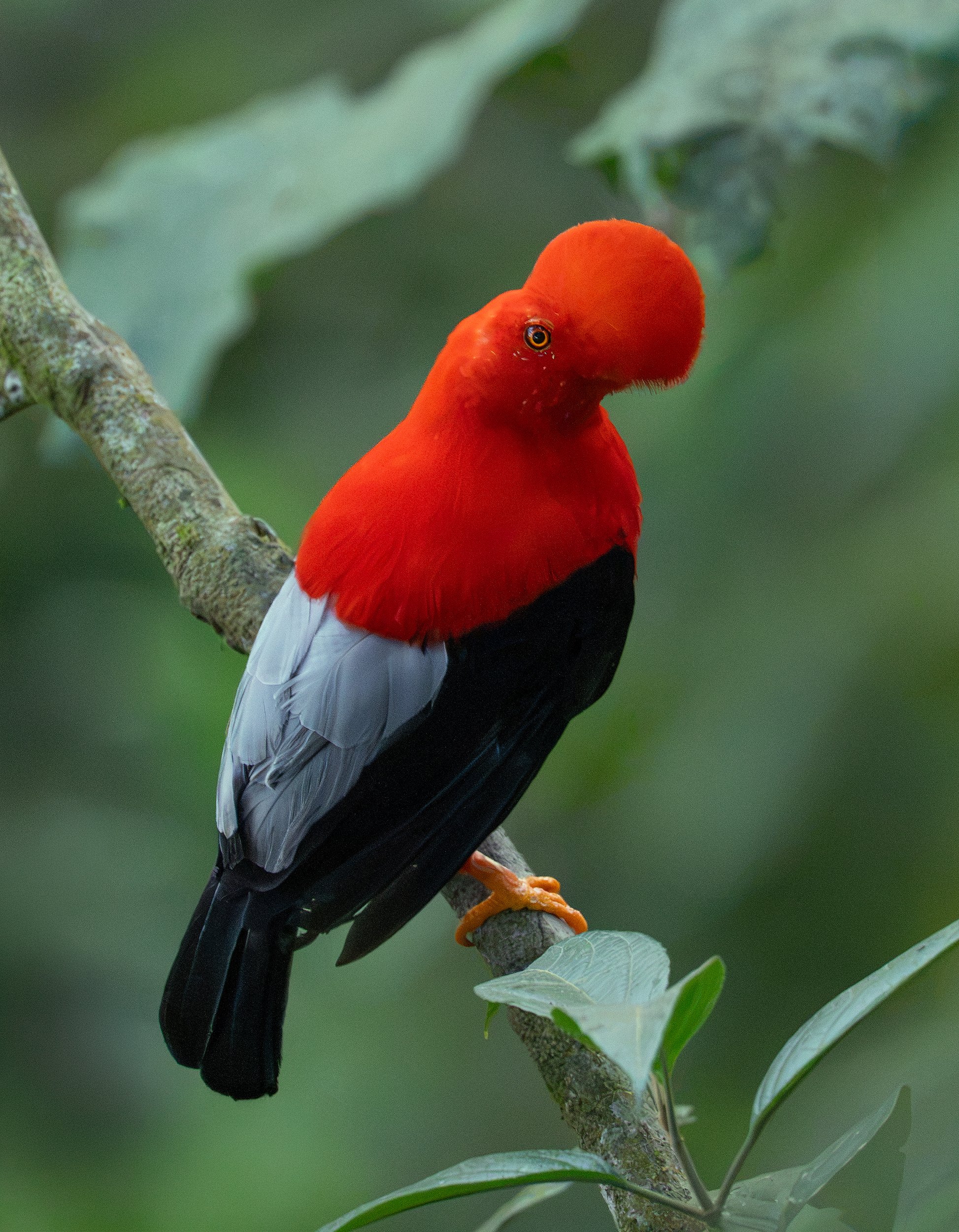 Red-and-black Andean cock-of-the-rock perched on a tree branch