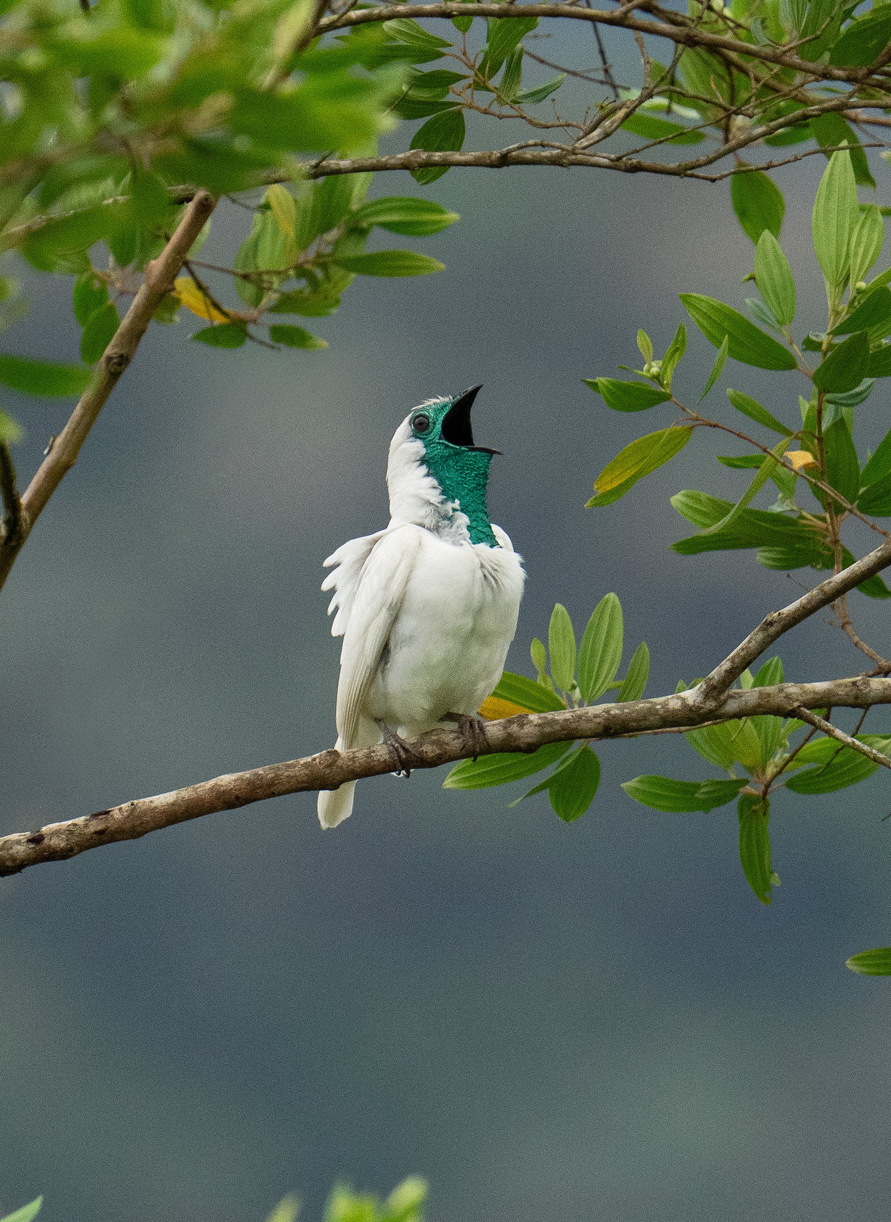 White and turquoise bird with a black beak perched on a tree branch among green leaves