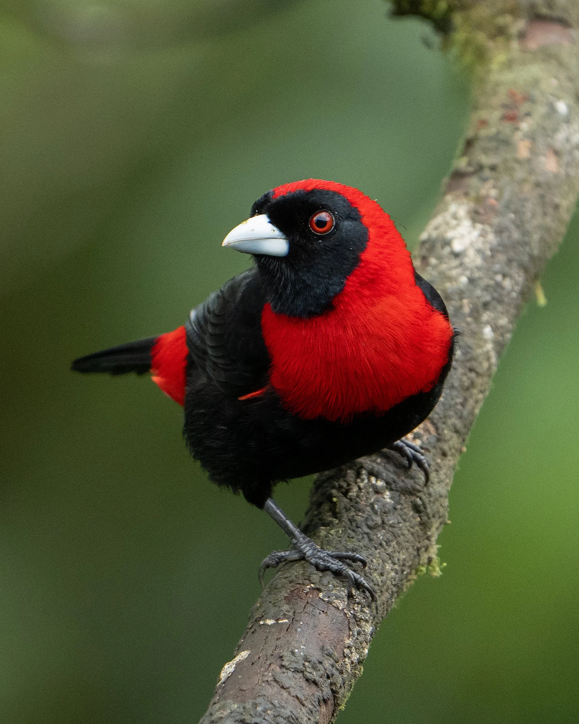 Red-and-black bird perched on a tree branch against a blurred green background