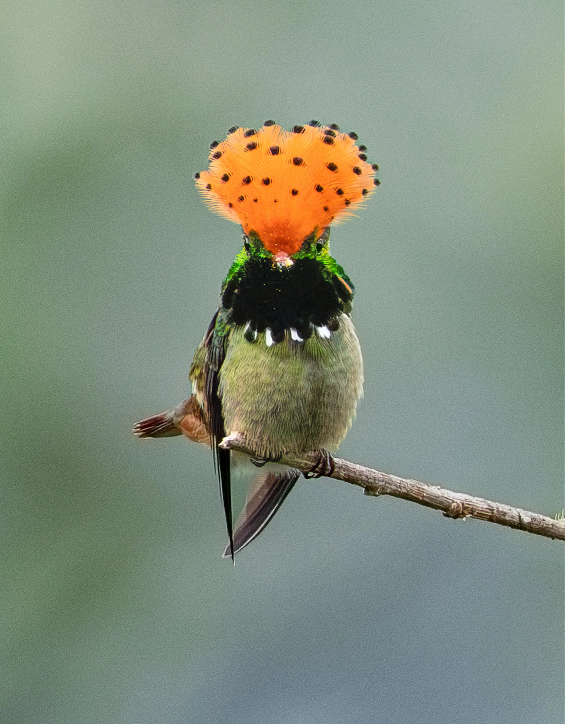 Spangled coquette Close-up of a colorful hummingbird with an orange spotted crest perched on a branch