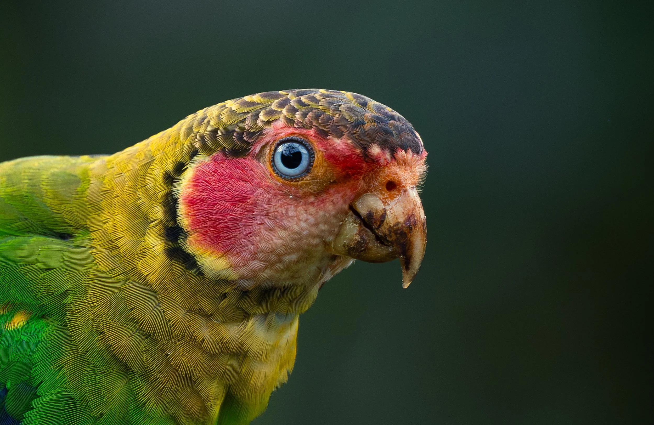 Close-up of a colorful green parrot with a red face, blue eye, and curved beak