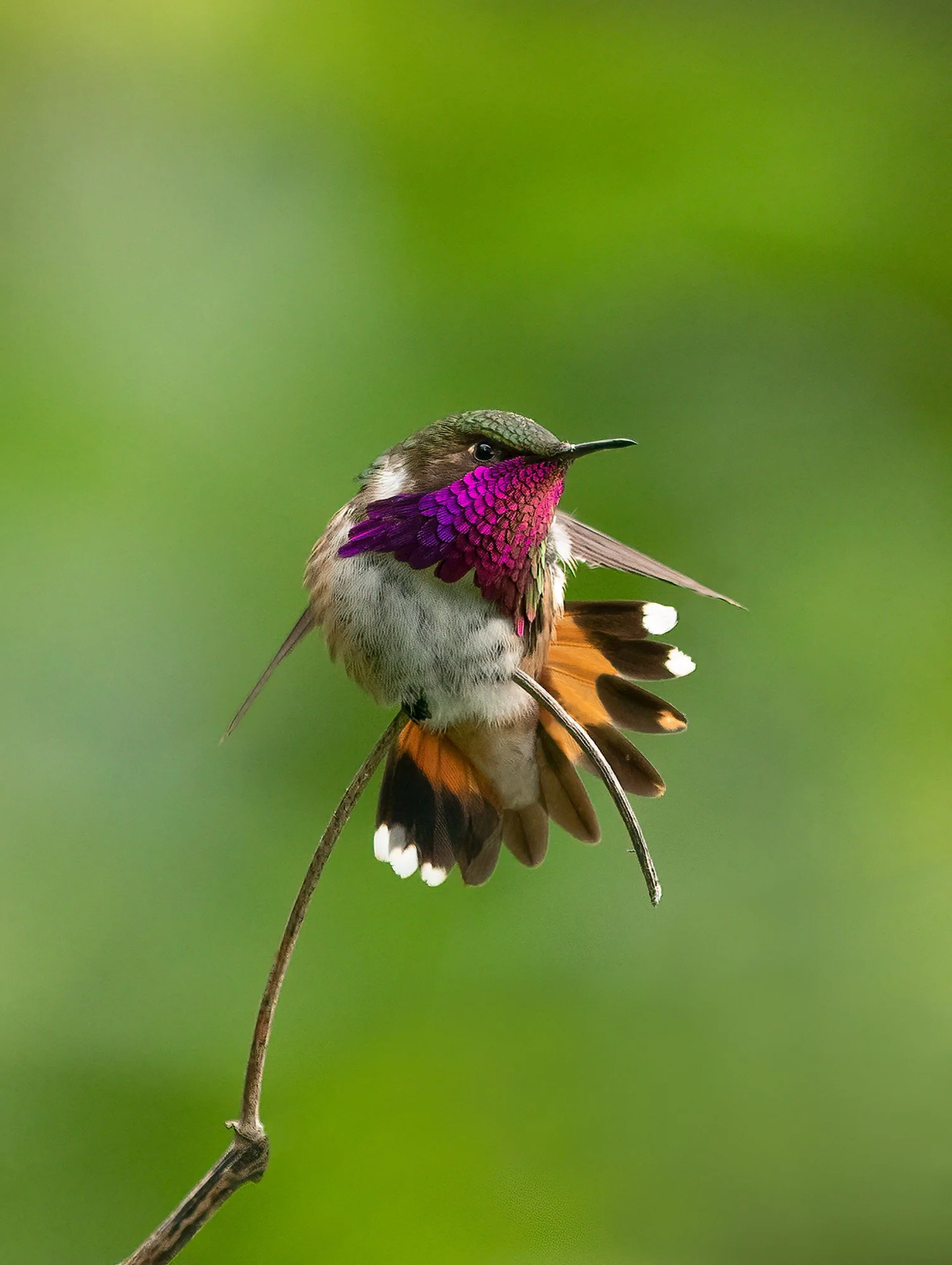 A colorful hummingbird hovering in midair against a blurred green background, displaying iridescent purple throat feathers and fanned orange-and-black tail feathers.