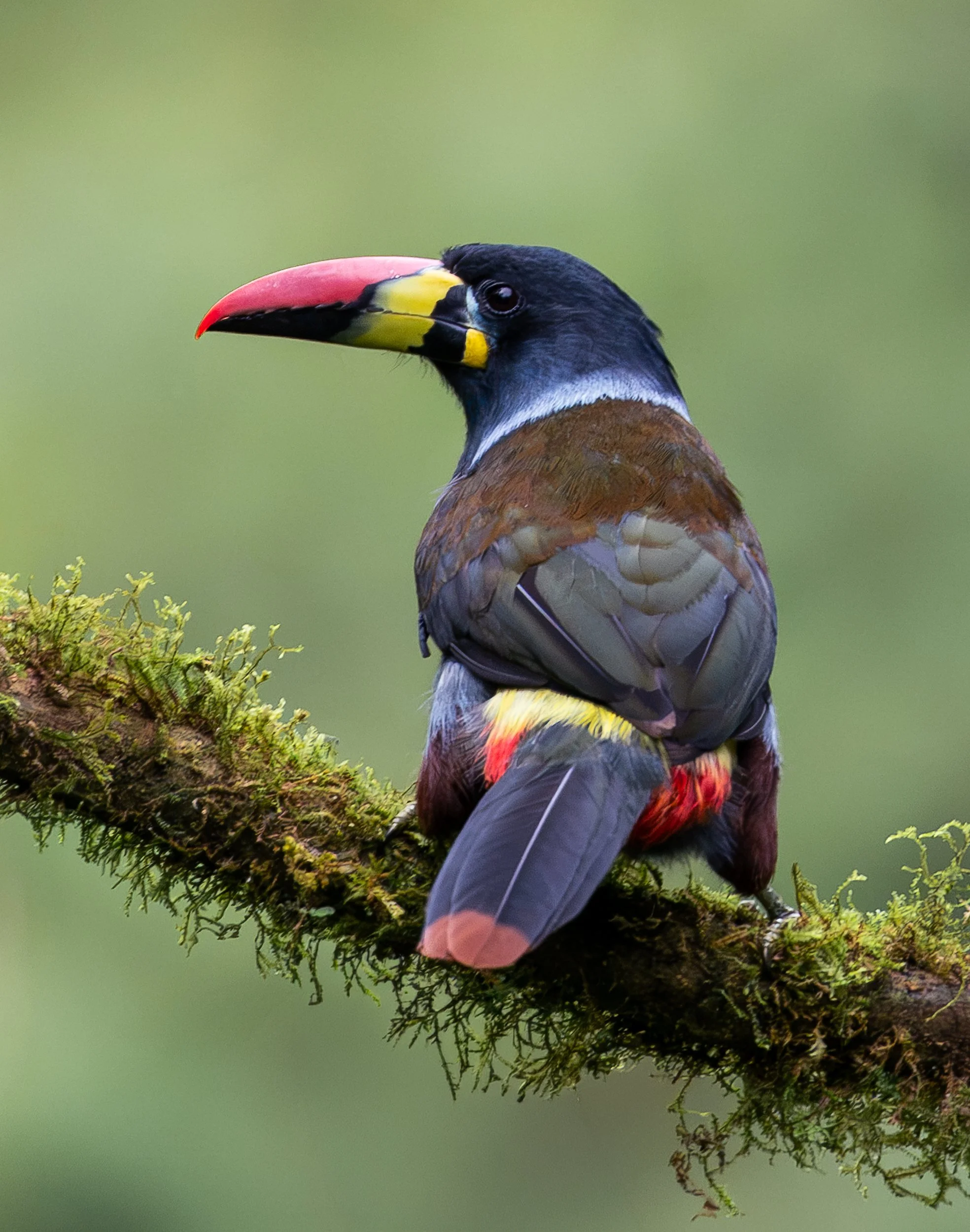 Close-up of a colorful toucan perched on a moss-covered branch
