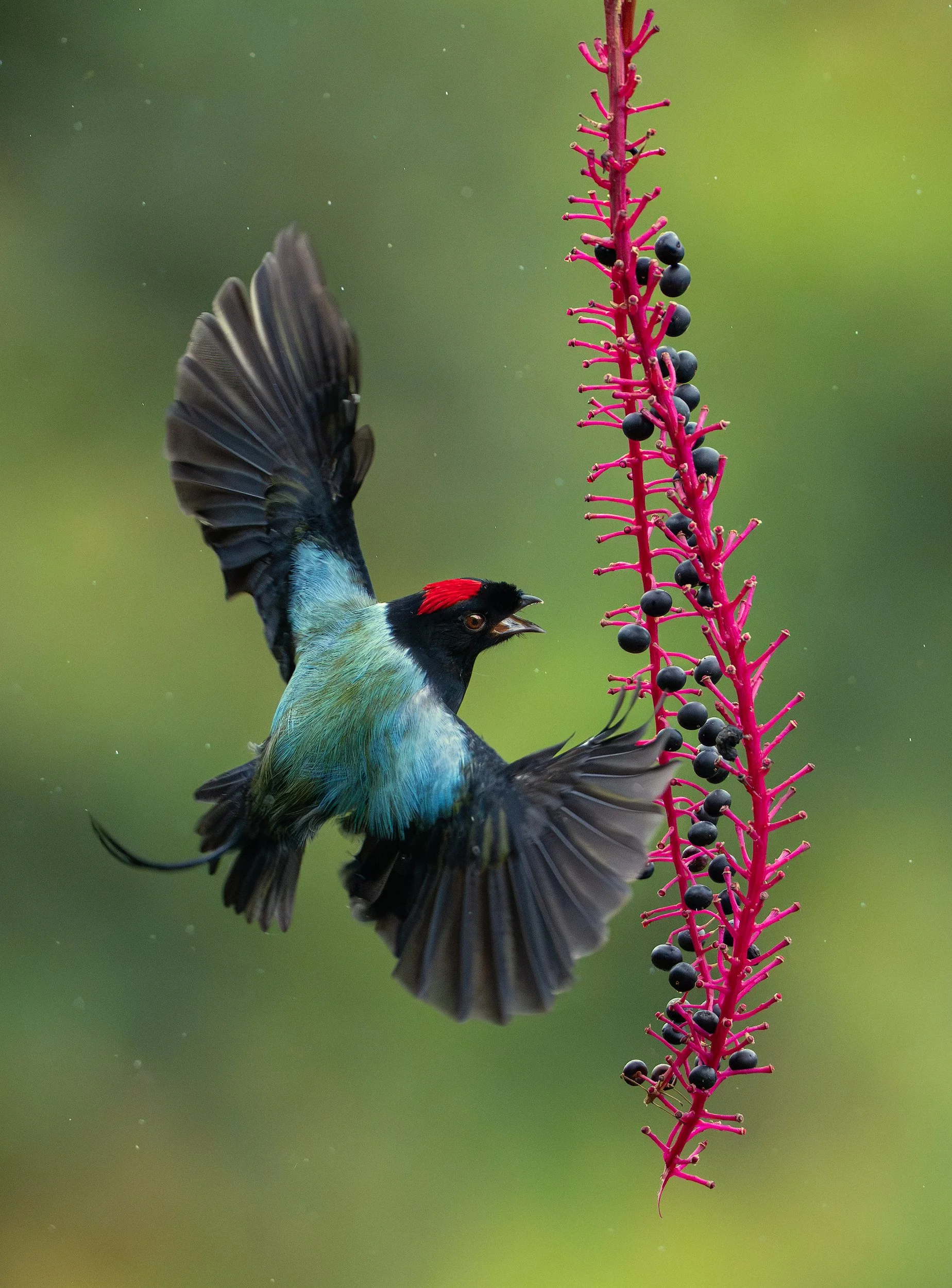 long tailed manakin bird with a red crown flying beside a bright pink berry cluster