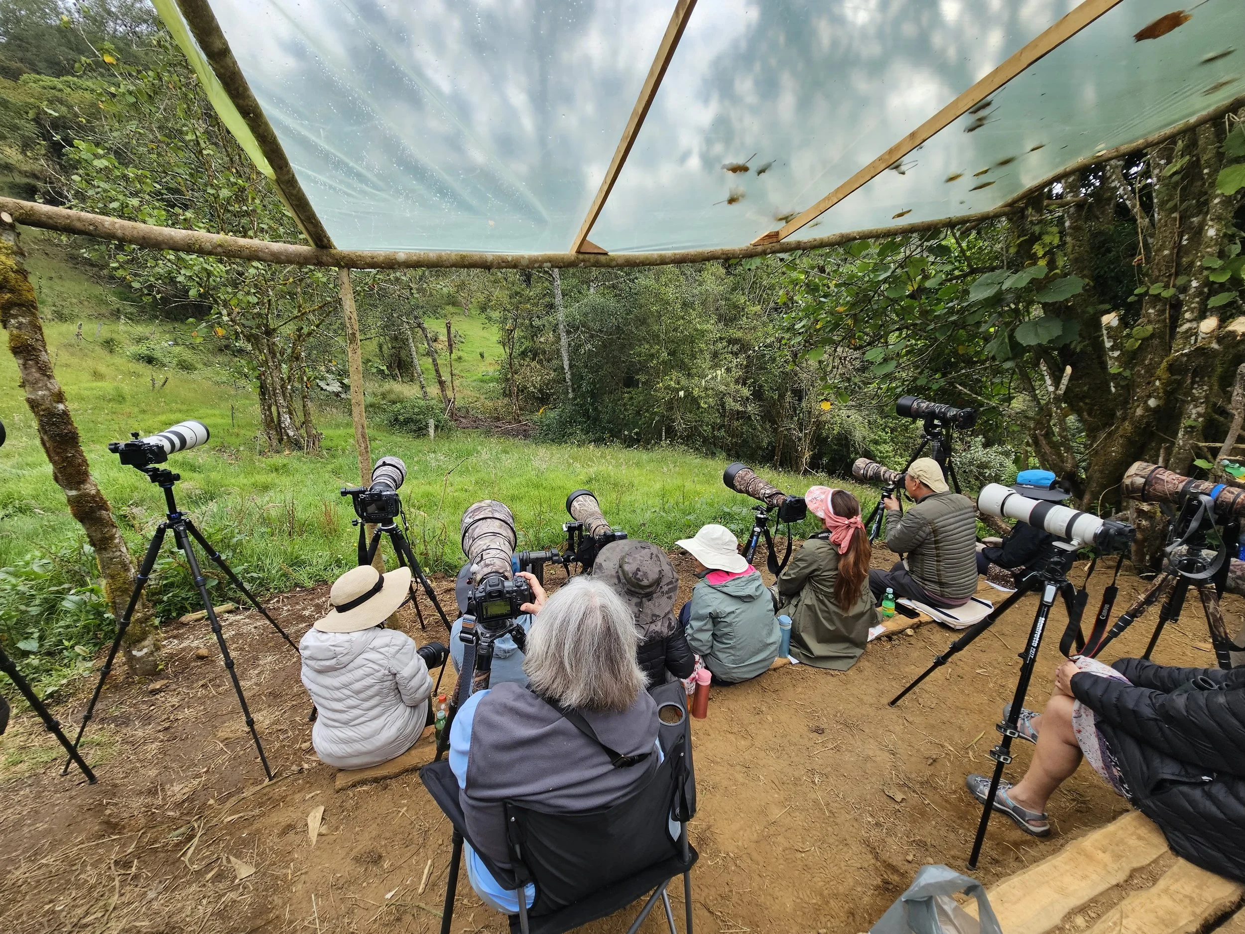 Birdwatchers with telephoto cameras photographing beneath a forest canopy shelter in a lush green woodland