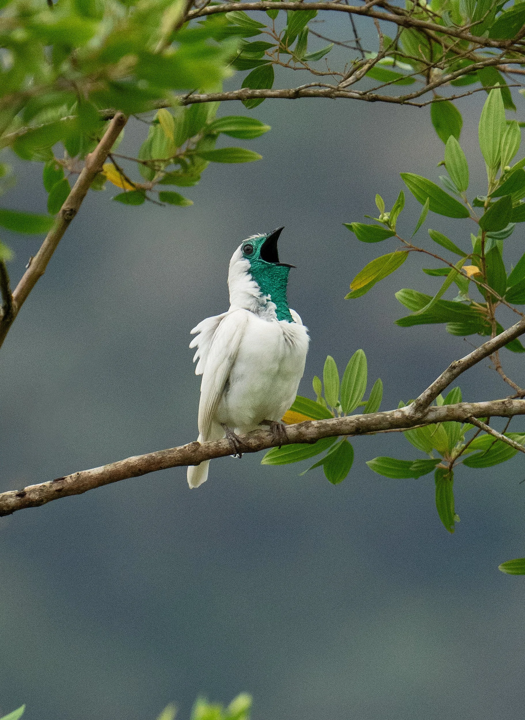 bare throated bellbird with a black beak perched on a leafy tree branch