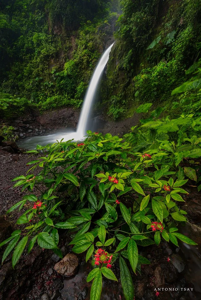 Tall waterfall flowing through lush tropical forest, with red-flowering plants and a rocky stream in the foreground la paz waterfall