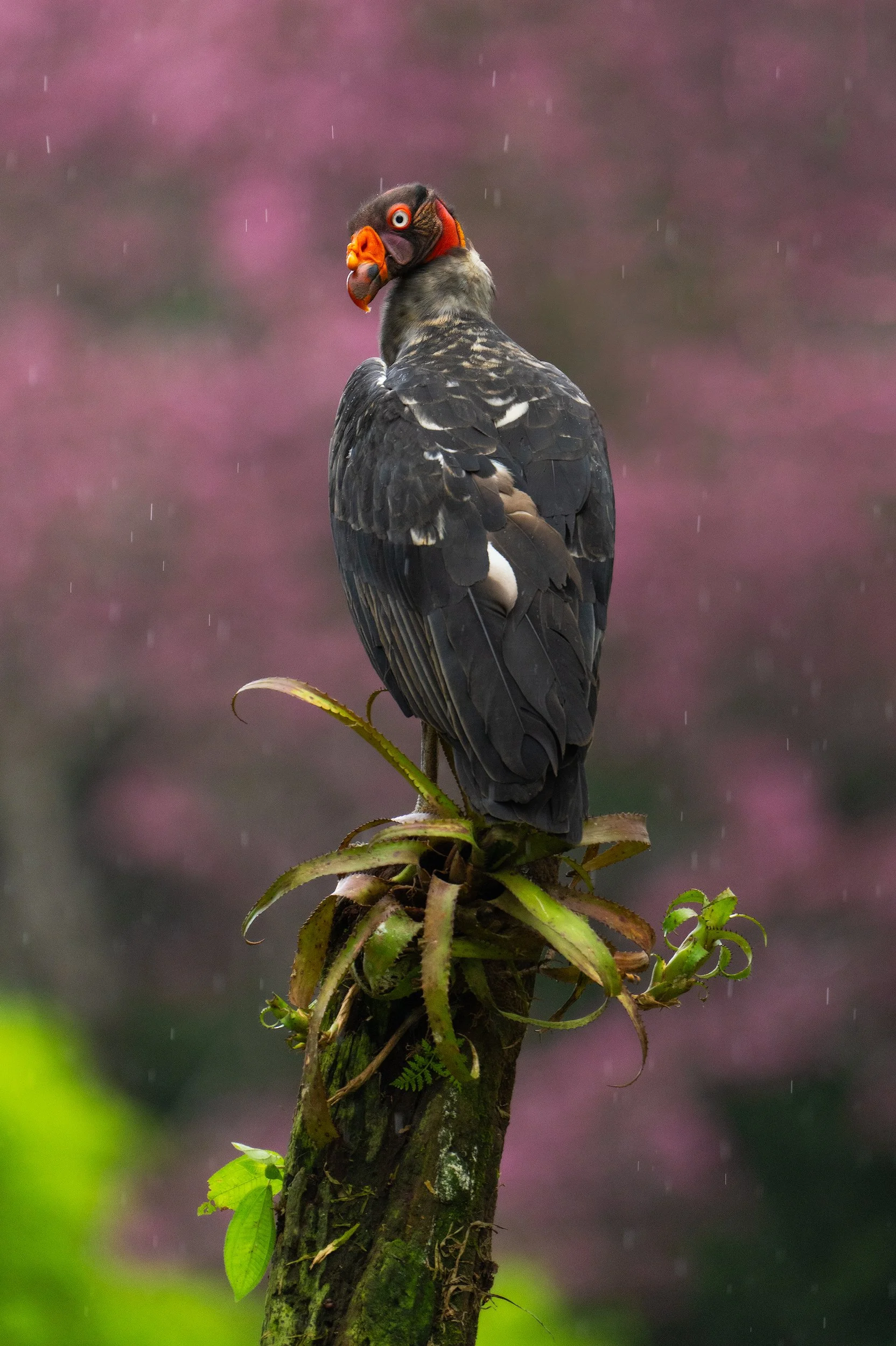 Black king vulture with an orange-and-red face perched on a moss-covered tree trunk in the rain