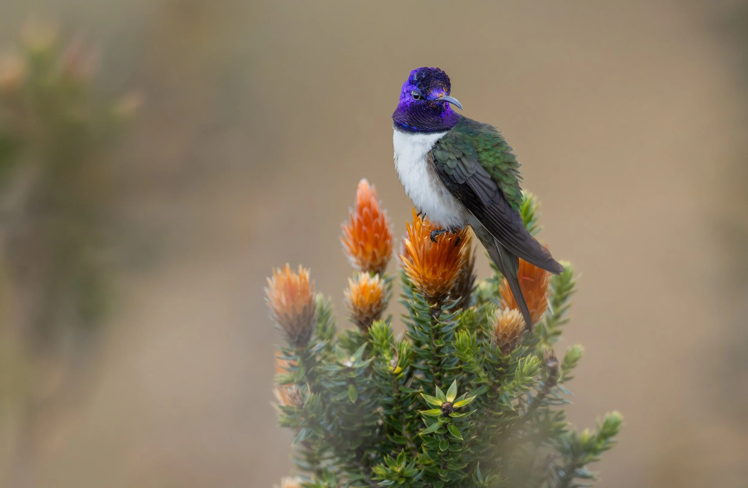 Colorful hummingbird perched on orange flowers