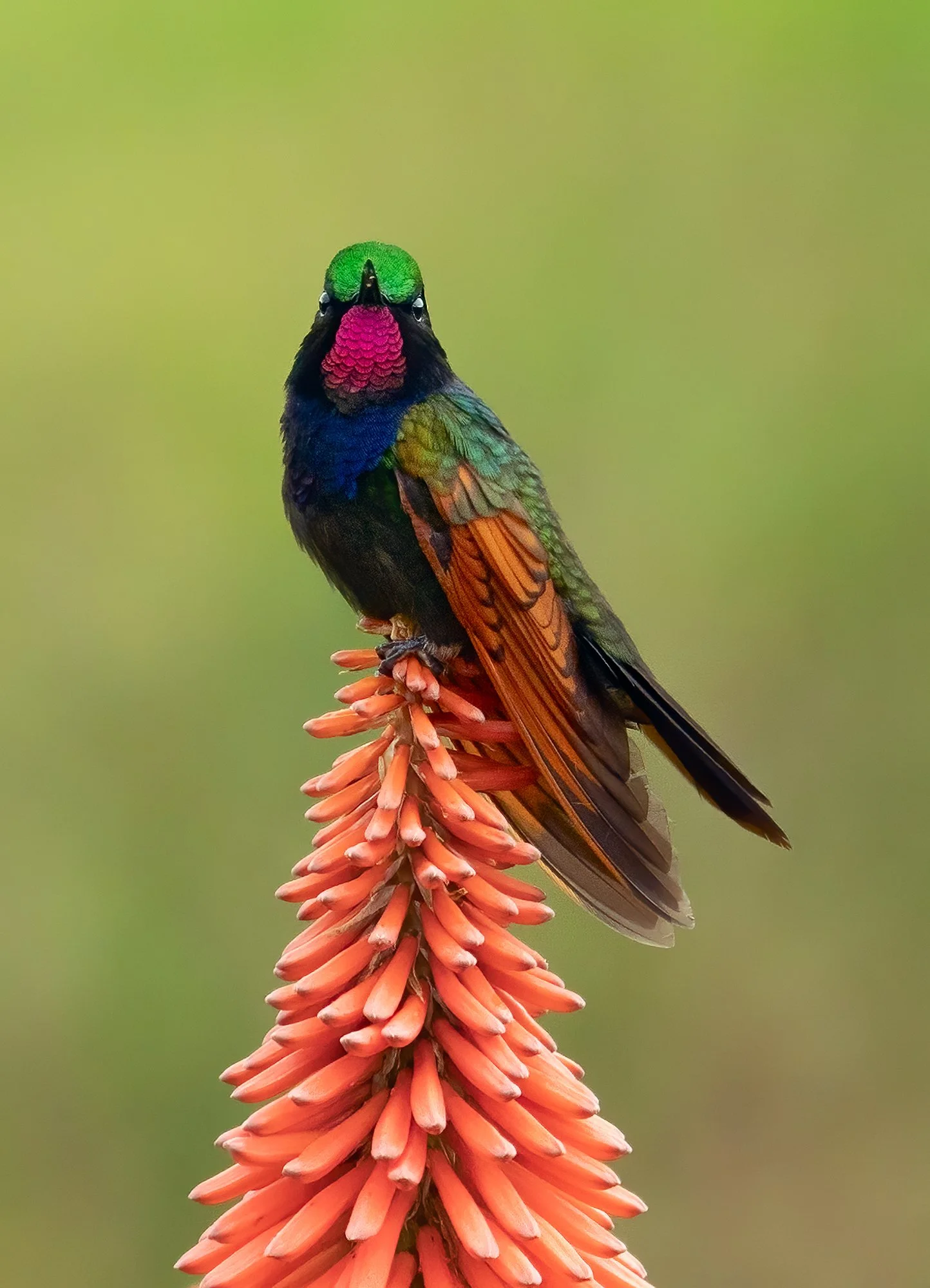 Colorful hummingbird perched on a red-orange tubular flower against a soft green background