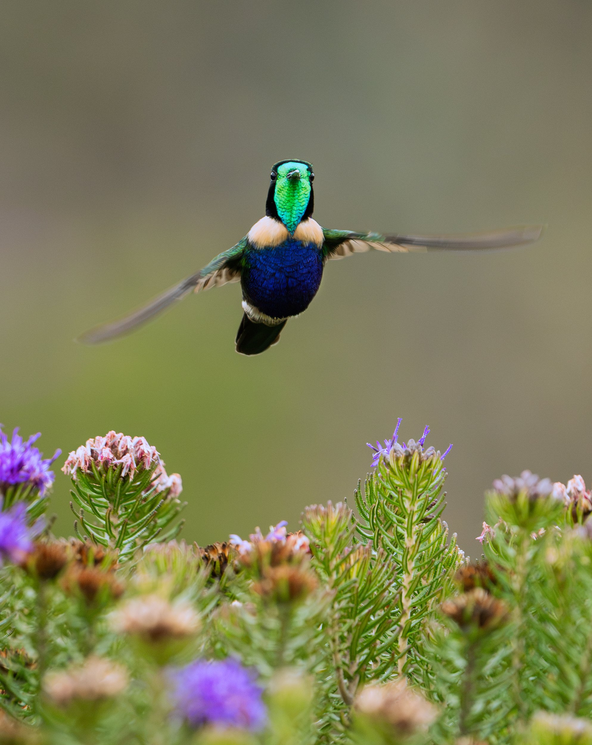 Colorful hummingbird hovering above purple and white flowers
