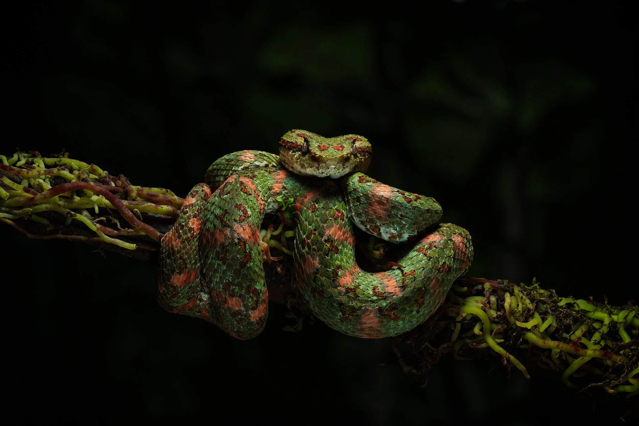Green and orange arboreal pit viper coiled on mossy branches against a dark background