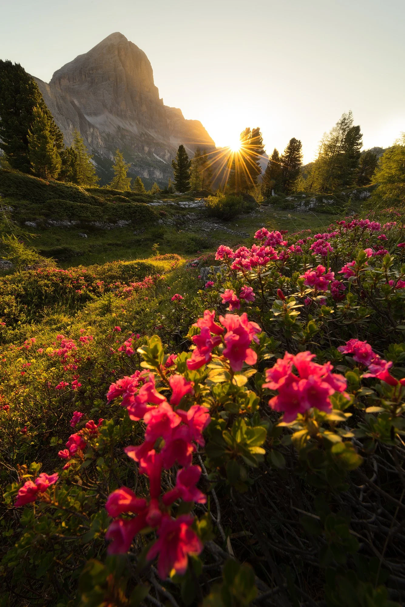 Sunrise over a rugged alpine mountain and evergreen forest, with vibrant pink wildflowers in the foreground.