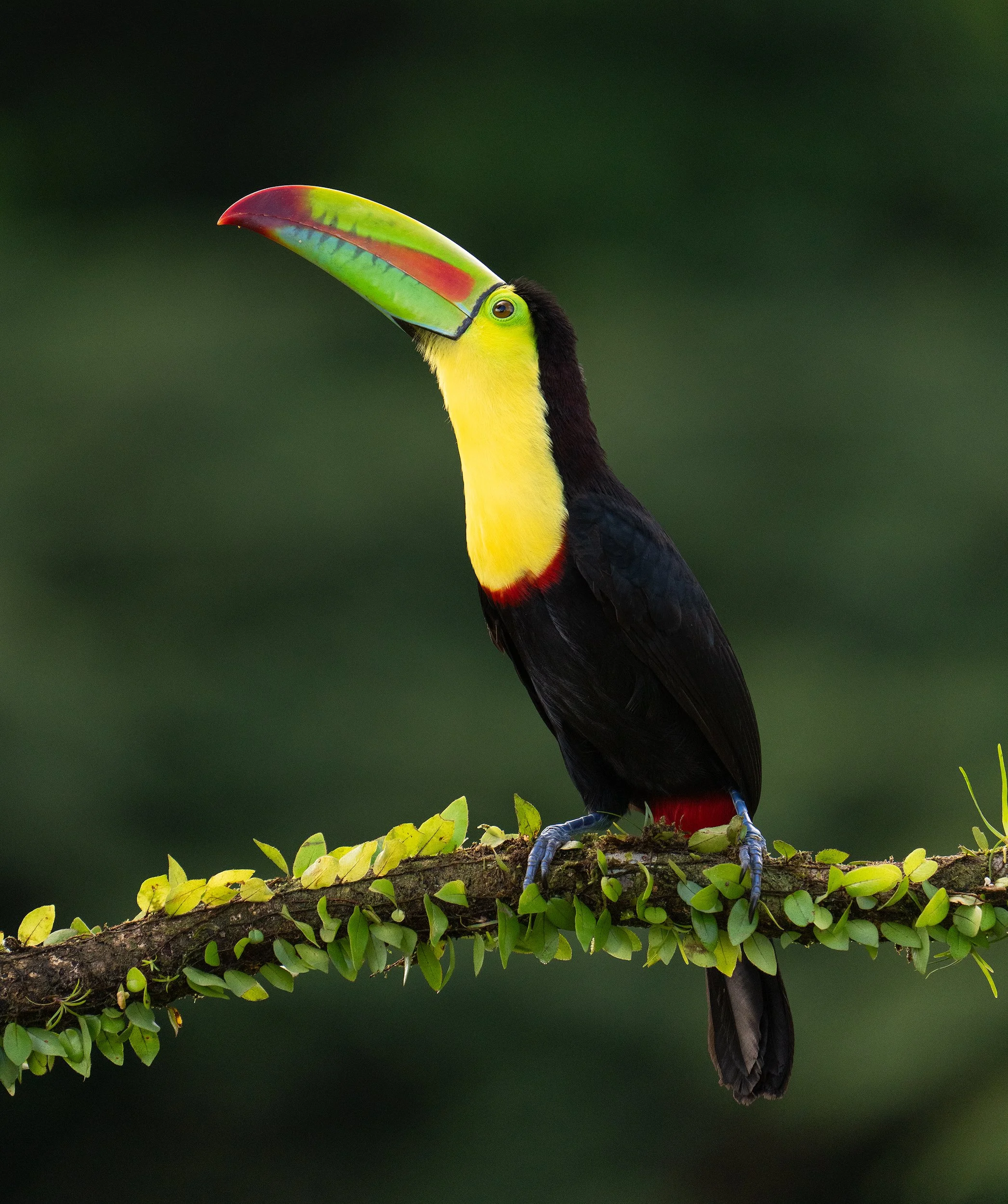 Colorful toucan perched on a leafy branch against a dark green forest background