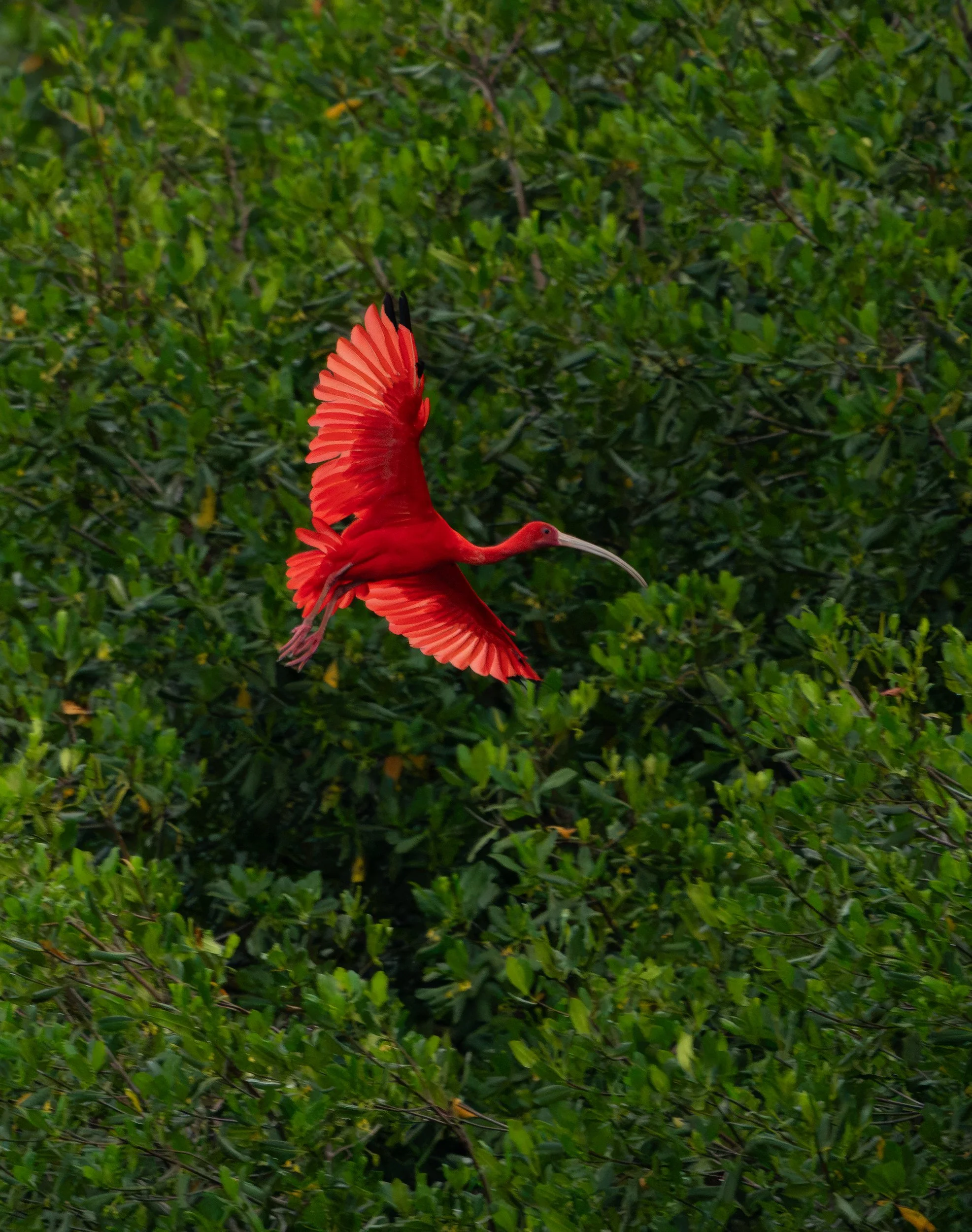 Scarlet ibis flying with wings spread through dense green foliage