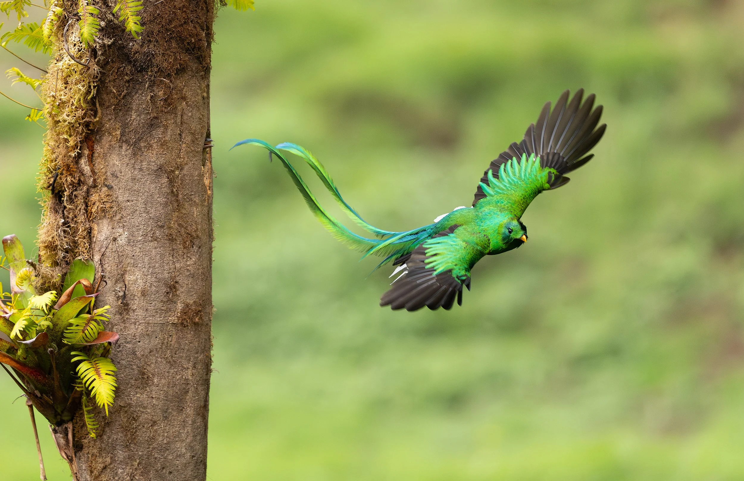 Vibrant green quetzal flying past a moss-covered tree trunk in a tropical forest