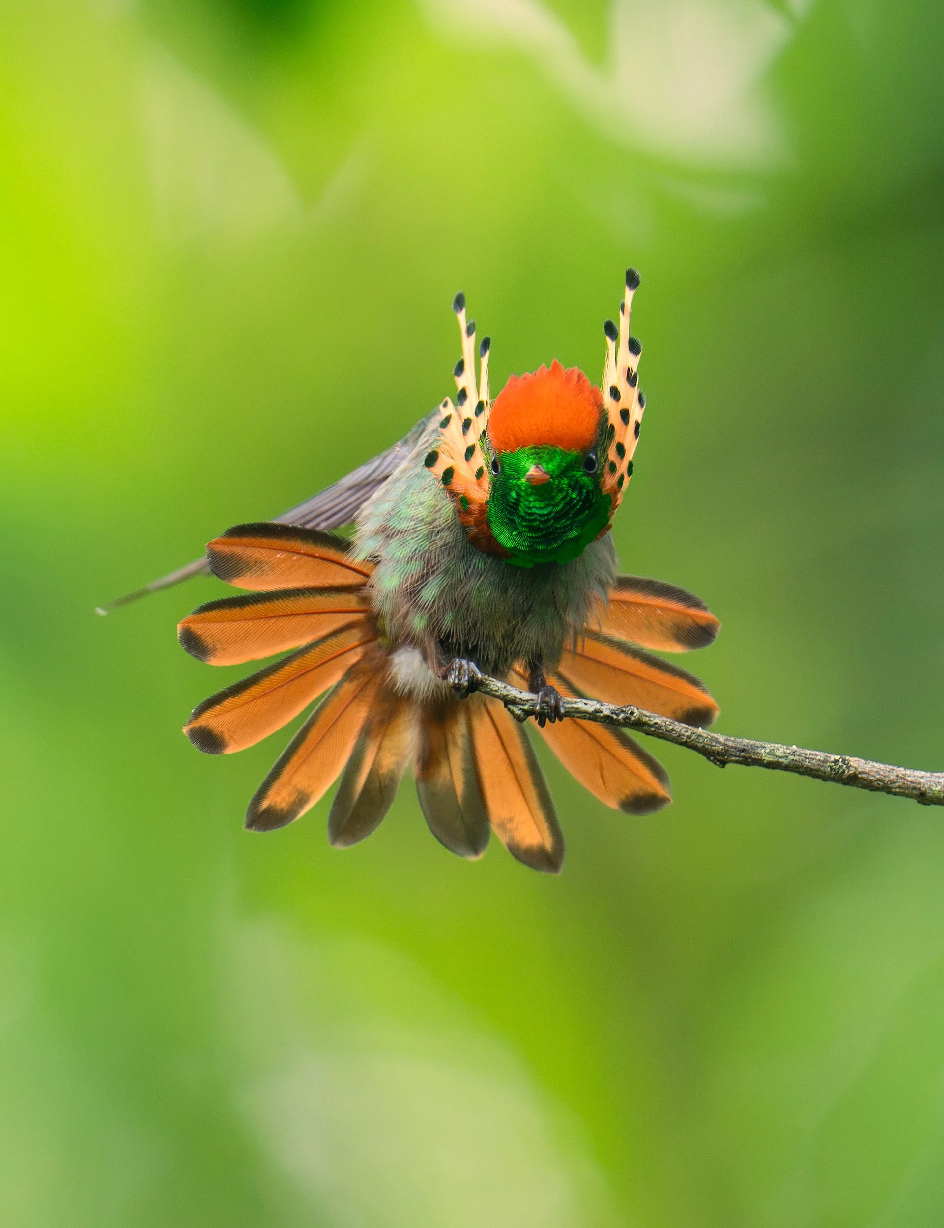 Colorful male King of Saxony bird-of-paradise perched on a branch against a blurred green background